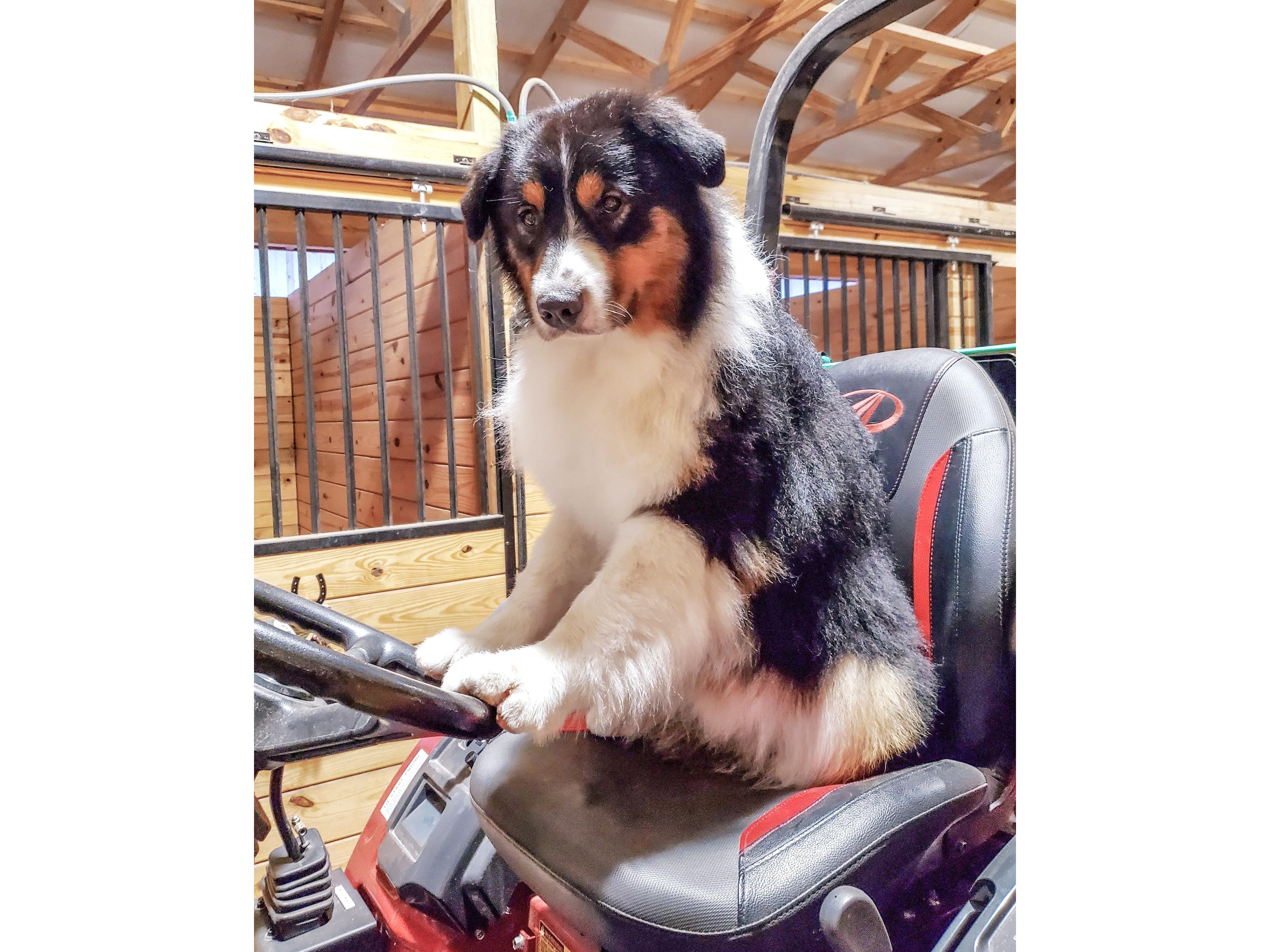 hope hill goldens and miniature american shepherds