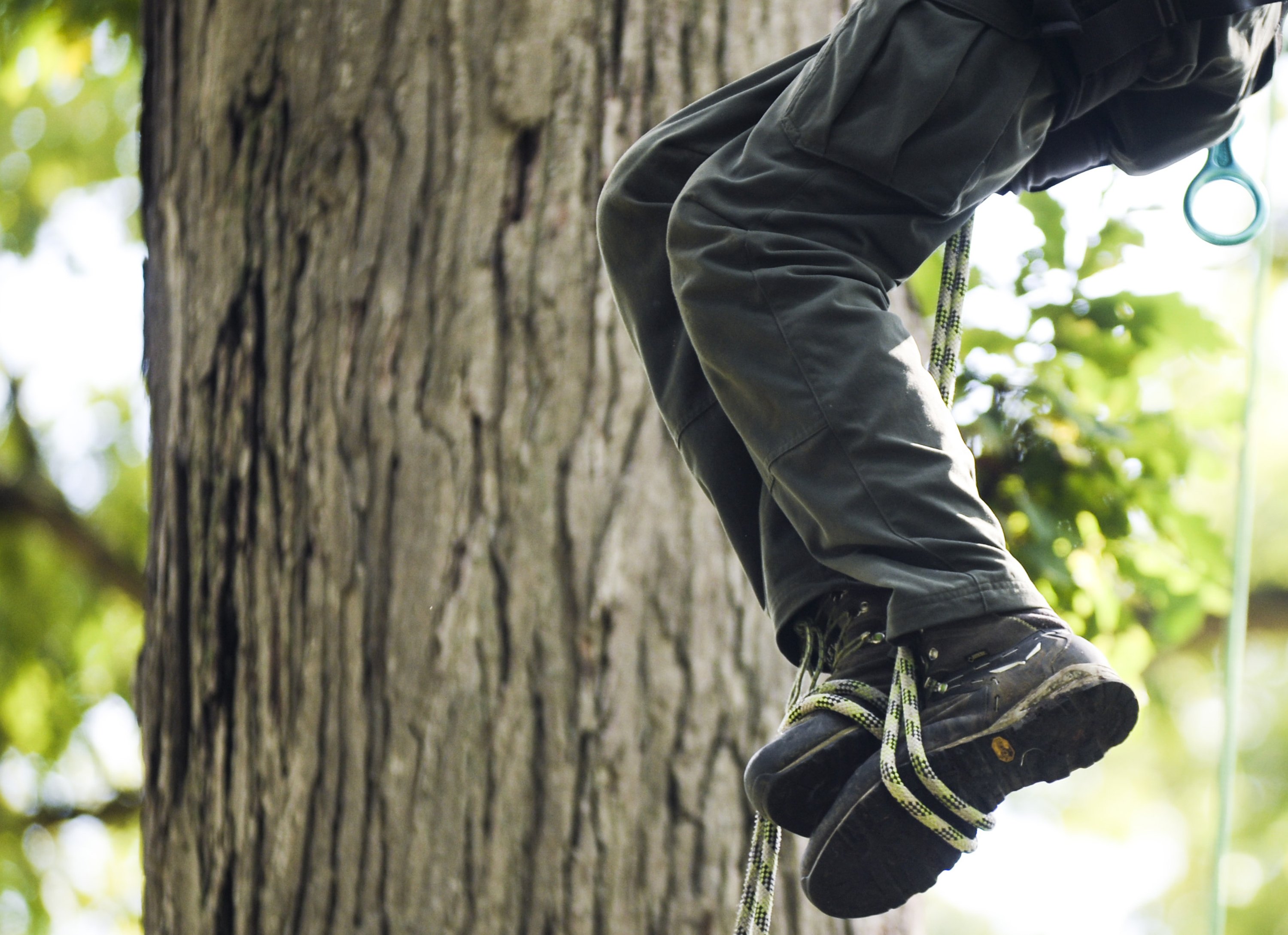 Michigan Tree Climbing Championship coming to Traverse City - mlive.com