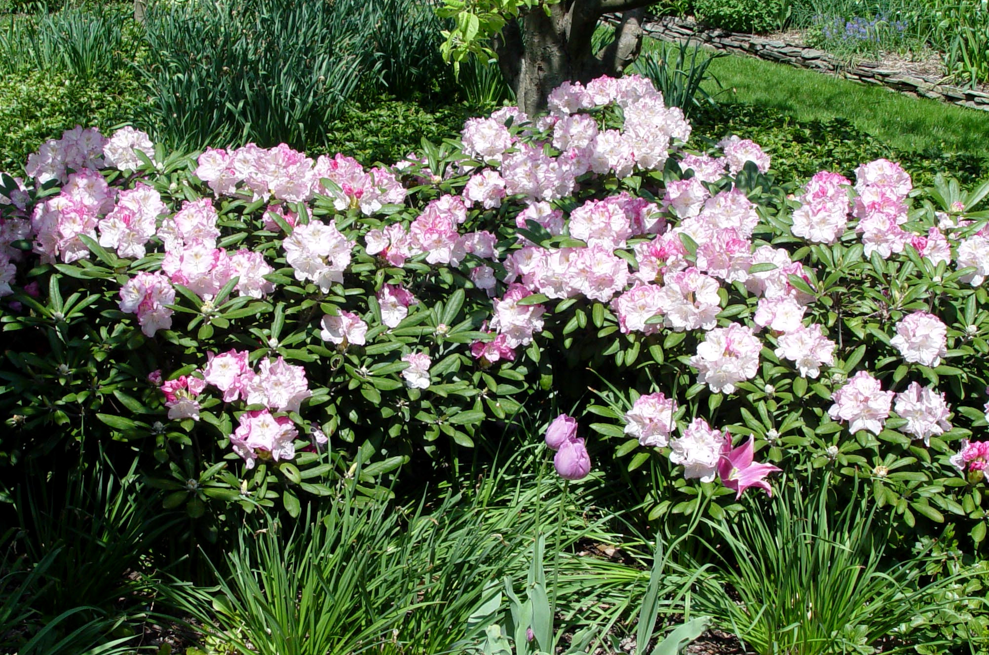 Ask An Expert Can I Prune Rhododendrons In The Fall Oregonlive Com