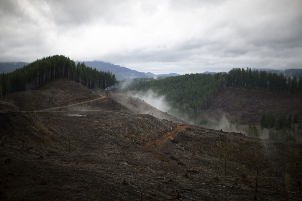 Help us understand logging and timber practices across Oregon