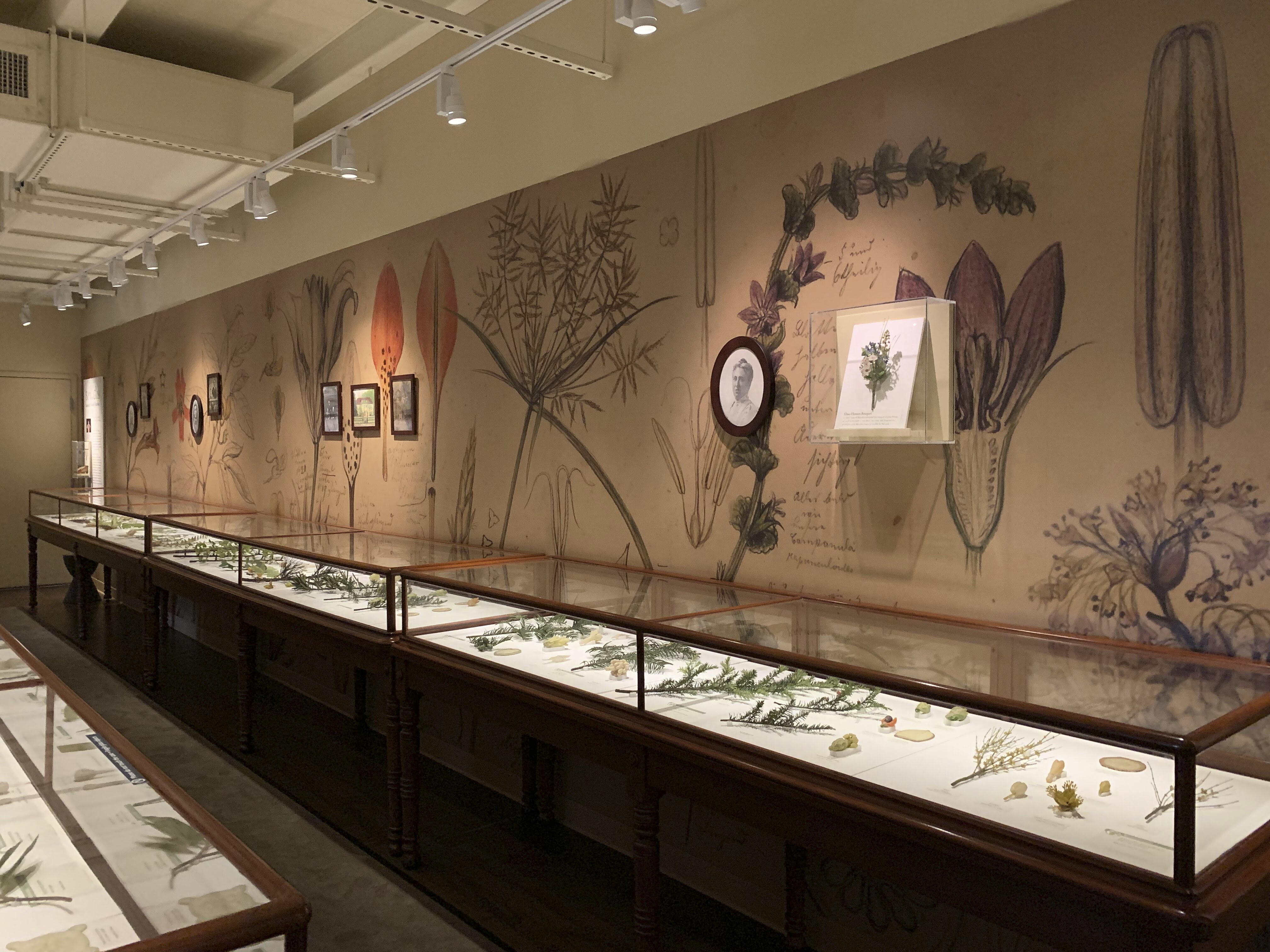 Ware Collection of Blaschka Glass Models of Plants The 'Glass Flowers