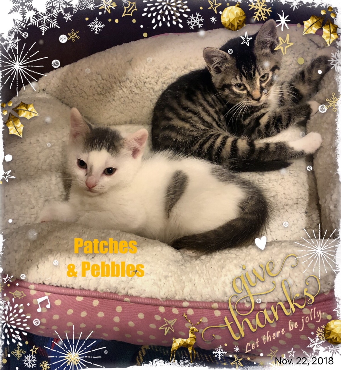 21 super cute rescue pets you can adopt this weekend on Staten Island Dec. 1516