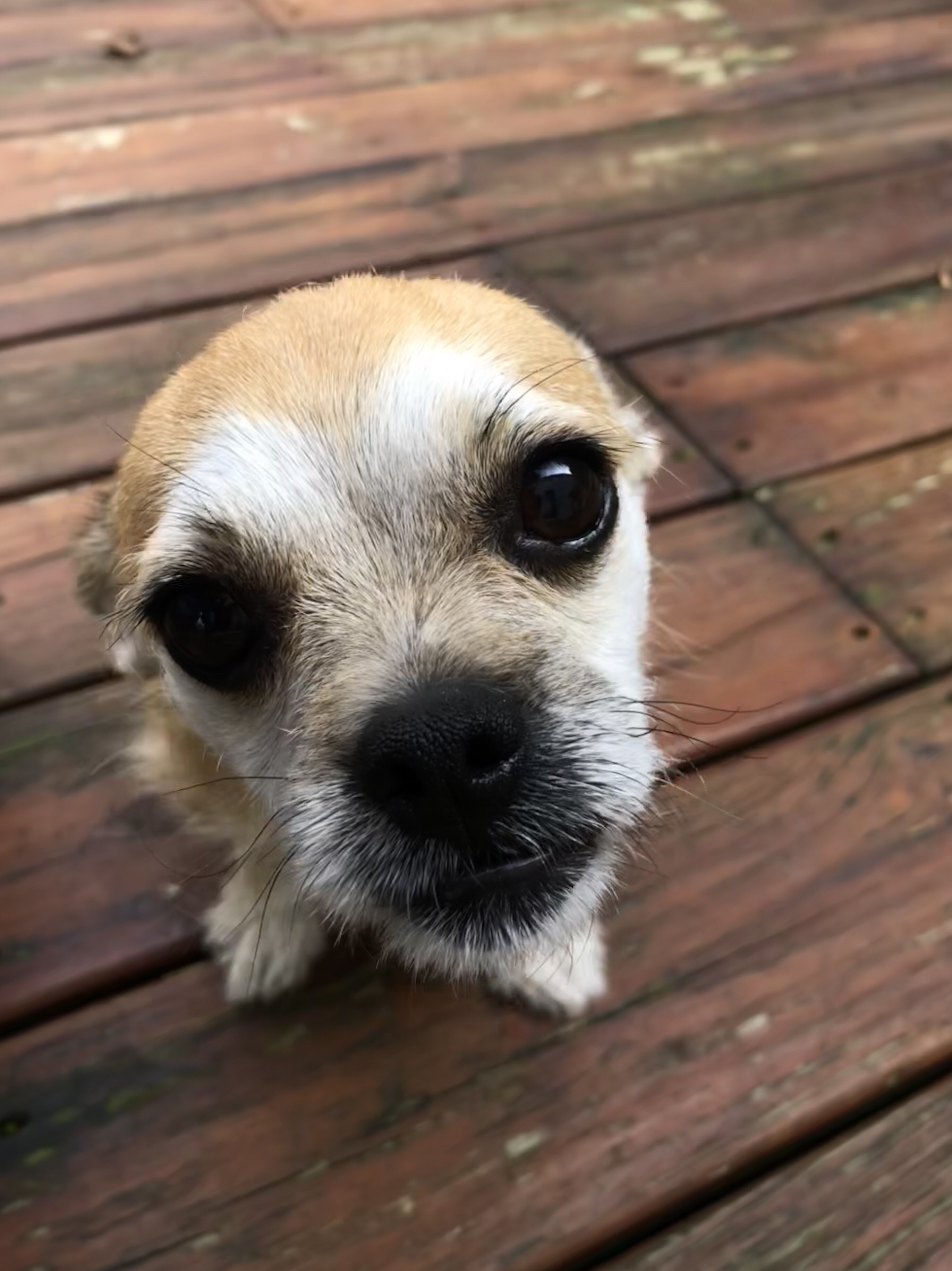 Huggable Pets 13 huggable pets you can adopt this weekend on Staten Island: Nov. 10 ...
