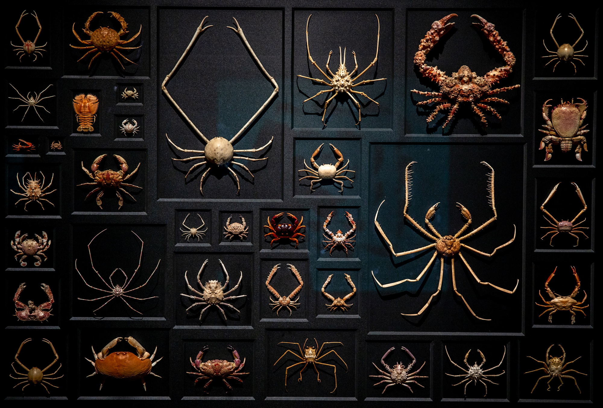 OMSI exhibit Exquisite Creatures by Oregon native Christopher Marley ...