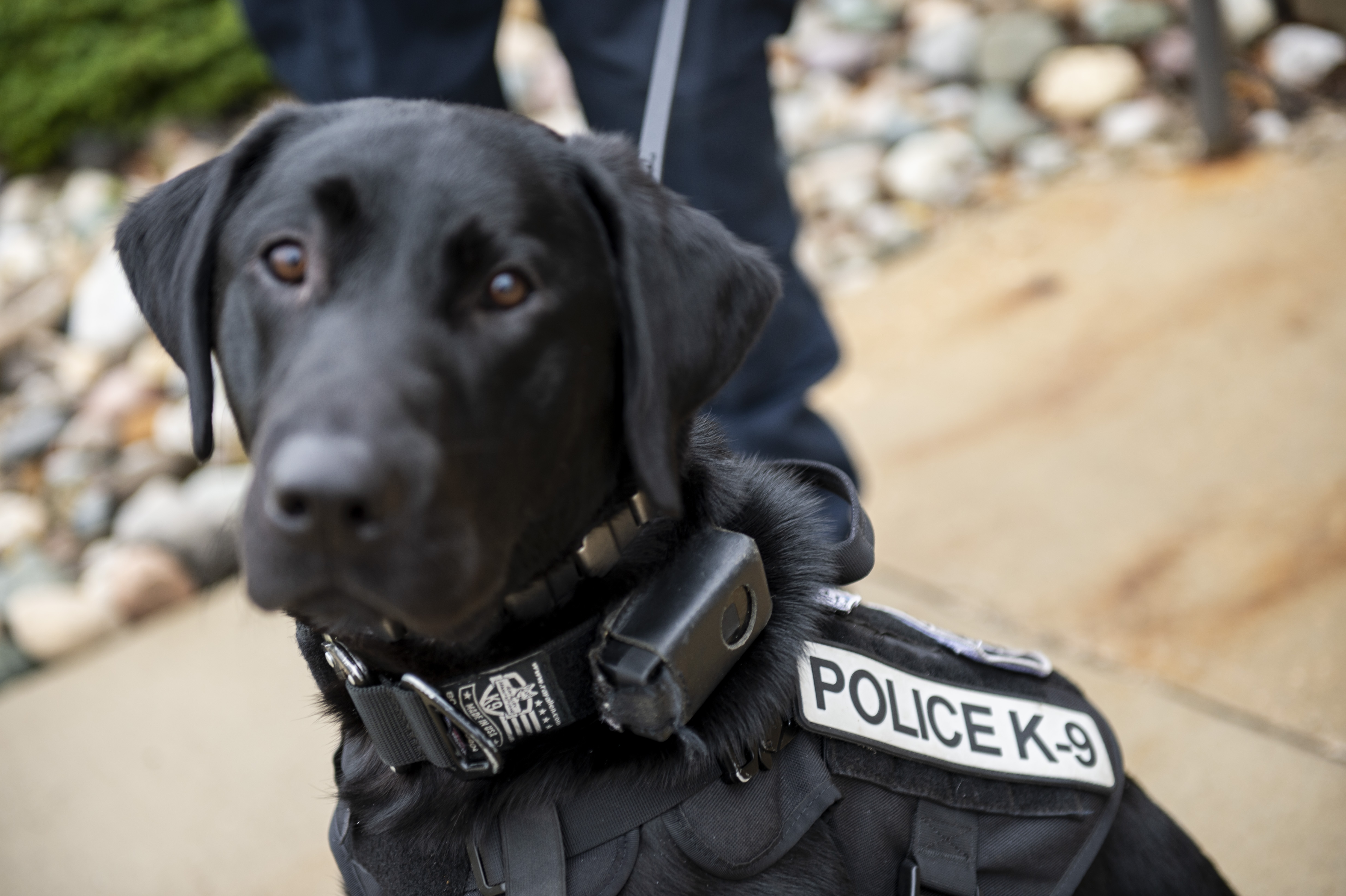 Harvey the Saginaw Police dog brings new skills to the department