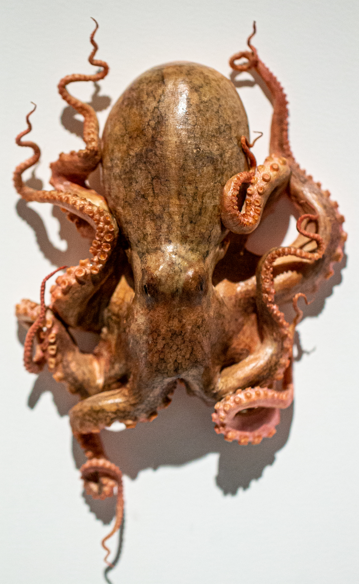 Octopus Cult ‎Smashing Peaceful Society OMSI exhibit Exquisite Creatures by Oregon native