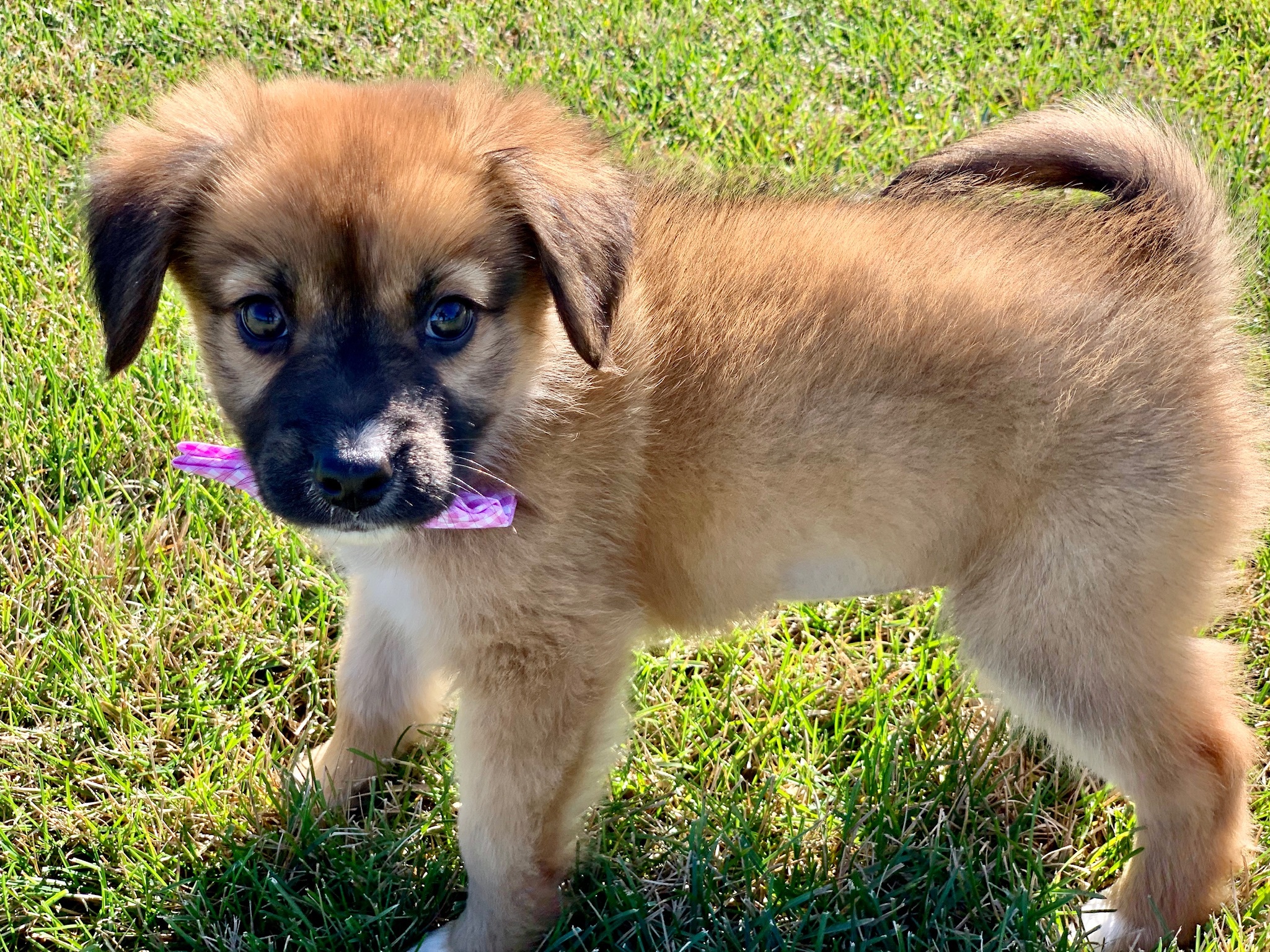 free puppies staten island