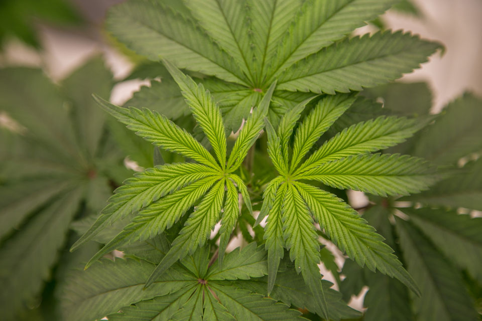 See sneak peek of first Lakewood medical marijuana dispensary (video)