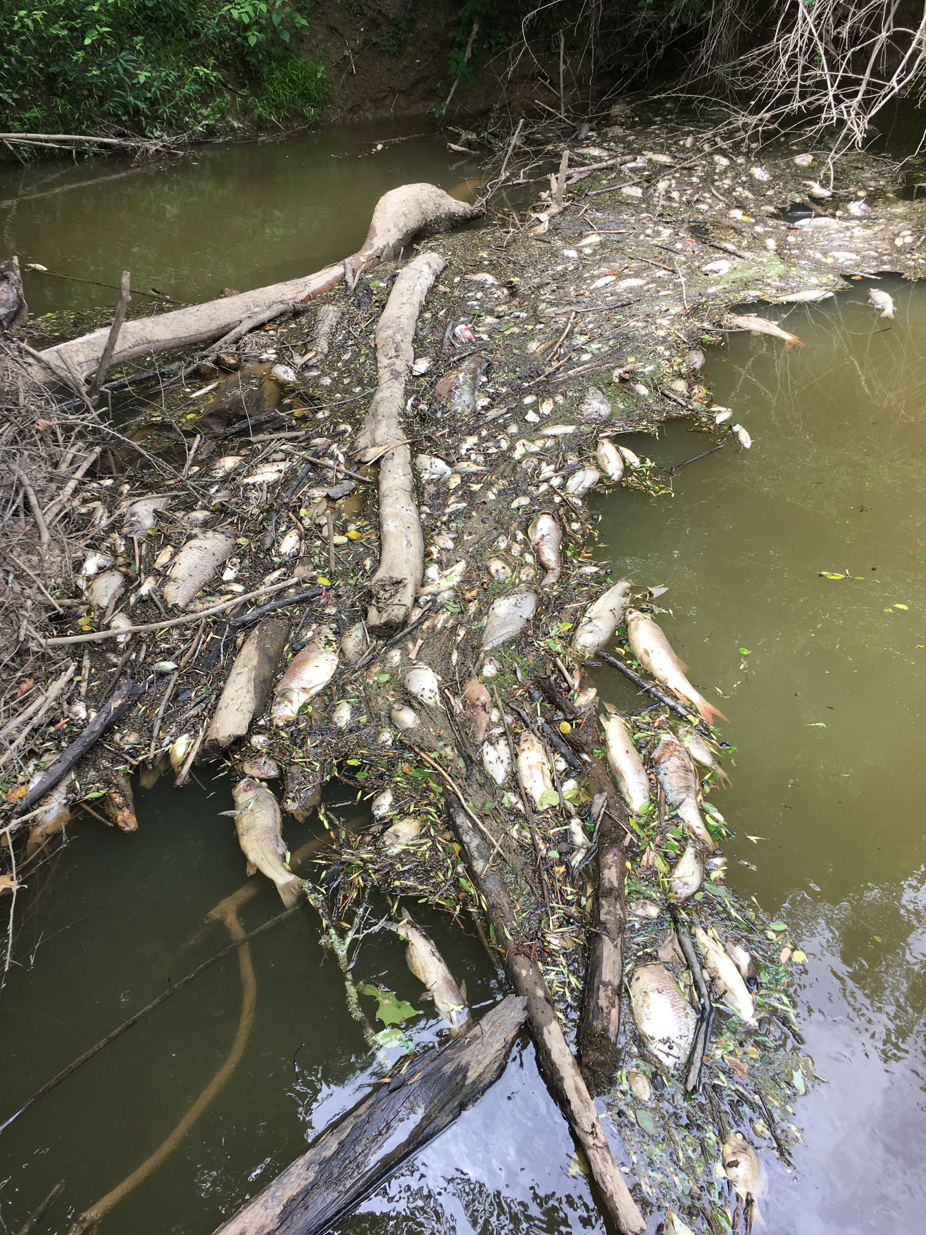Estimated 175,000 fish killed north of Birmingham - al.com