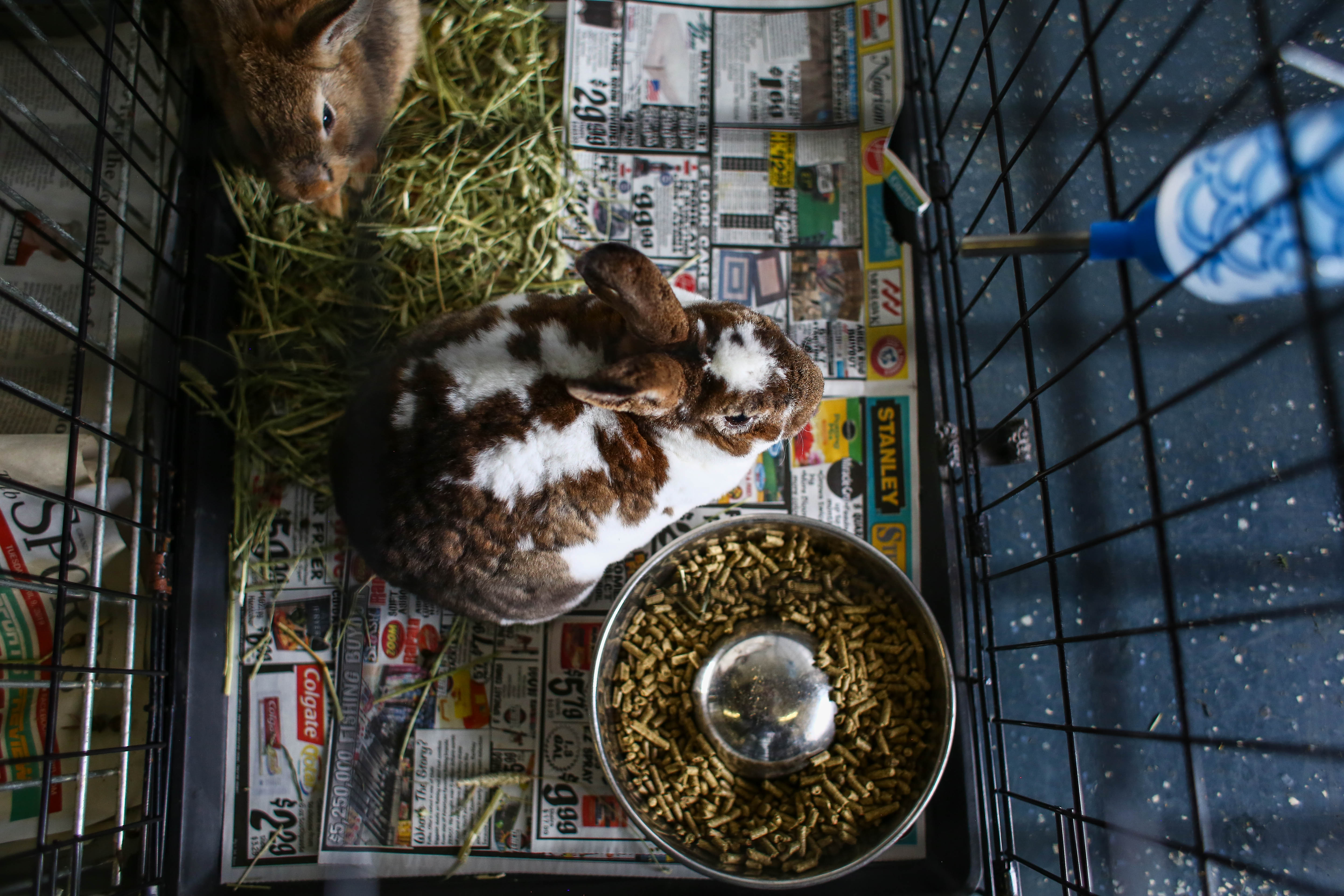 Bunnies rescued from hoarding situation in Muskegon home - mlive.com