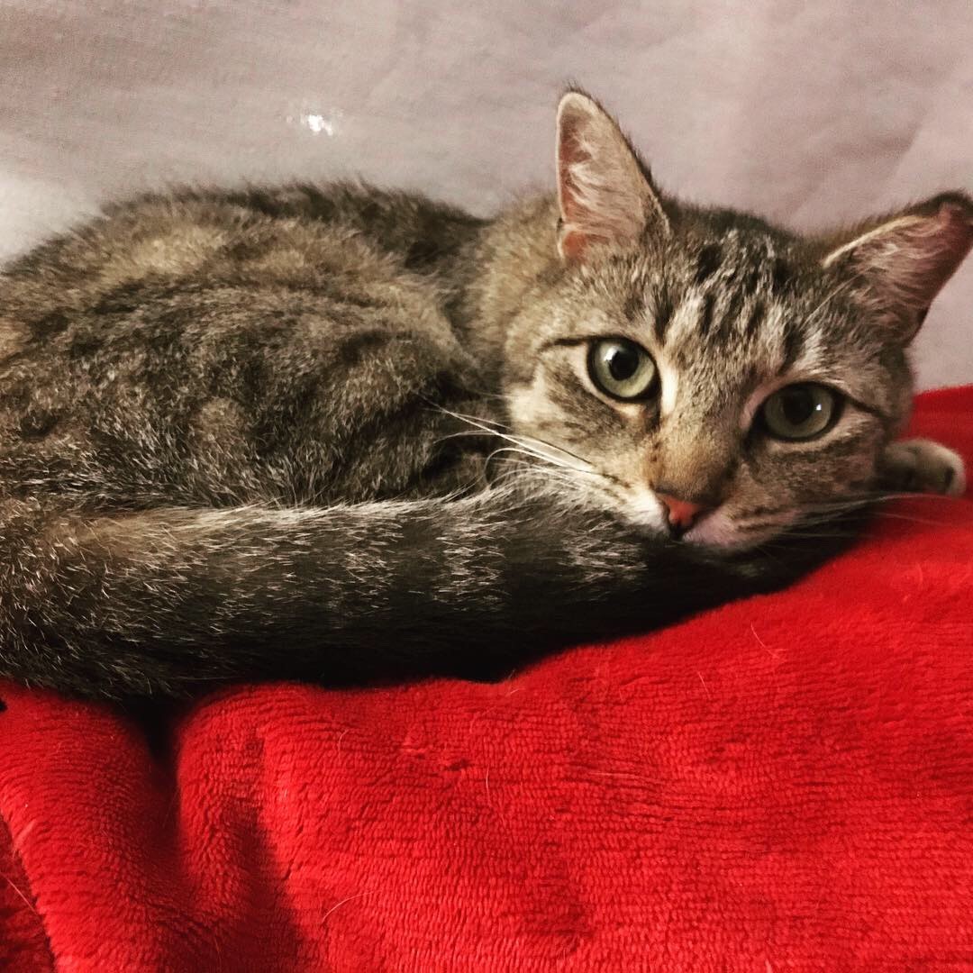 Adopt 13 super cute rescued pets on Staten Island this weekend April