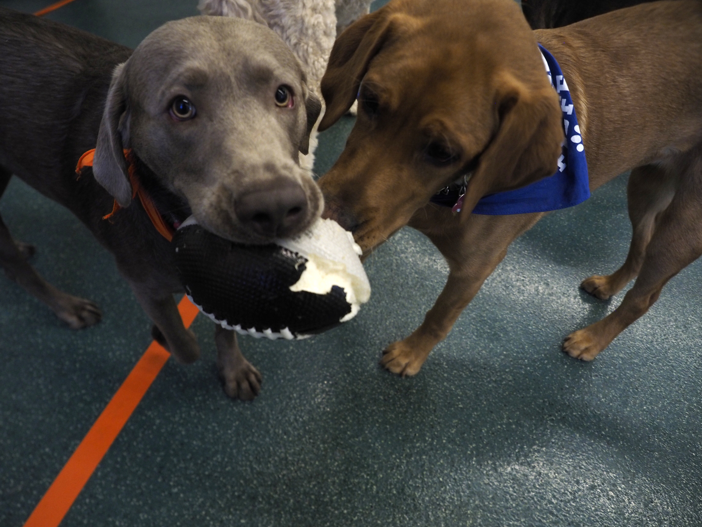 Game on! Best Friends 'Puppy Bowl' Team Ruff vs. Team Fluff hopes to ...