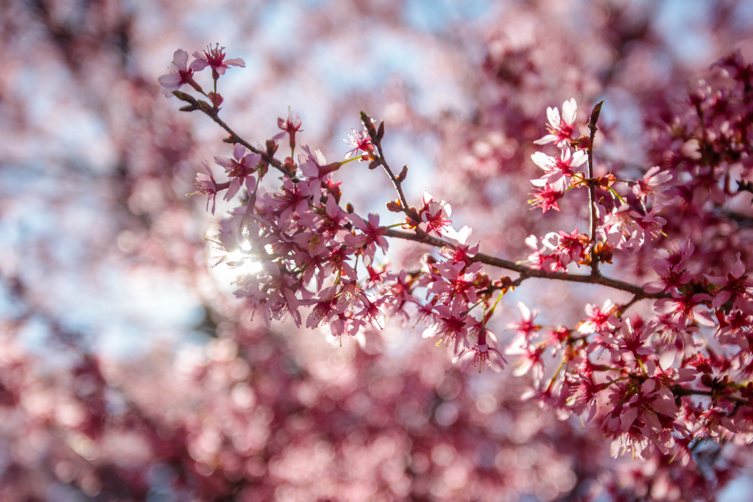Subaru Cherry Blossom Festival begins in Philadelphia - pennlive.com
