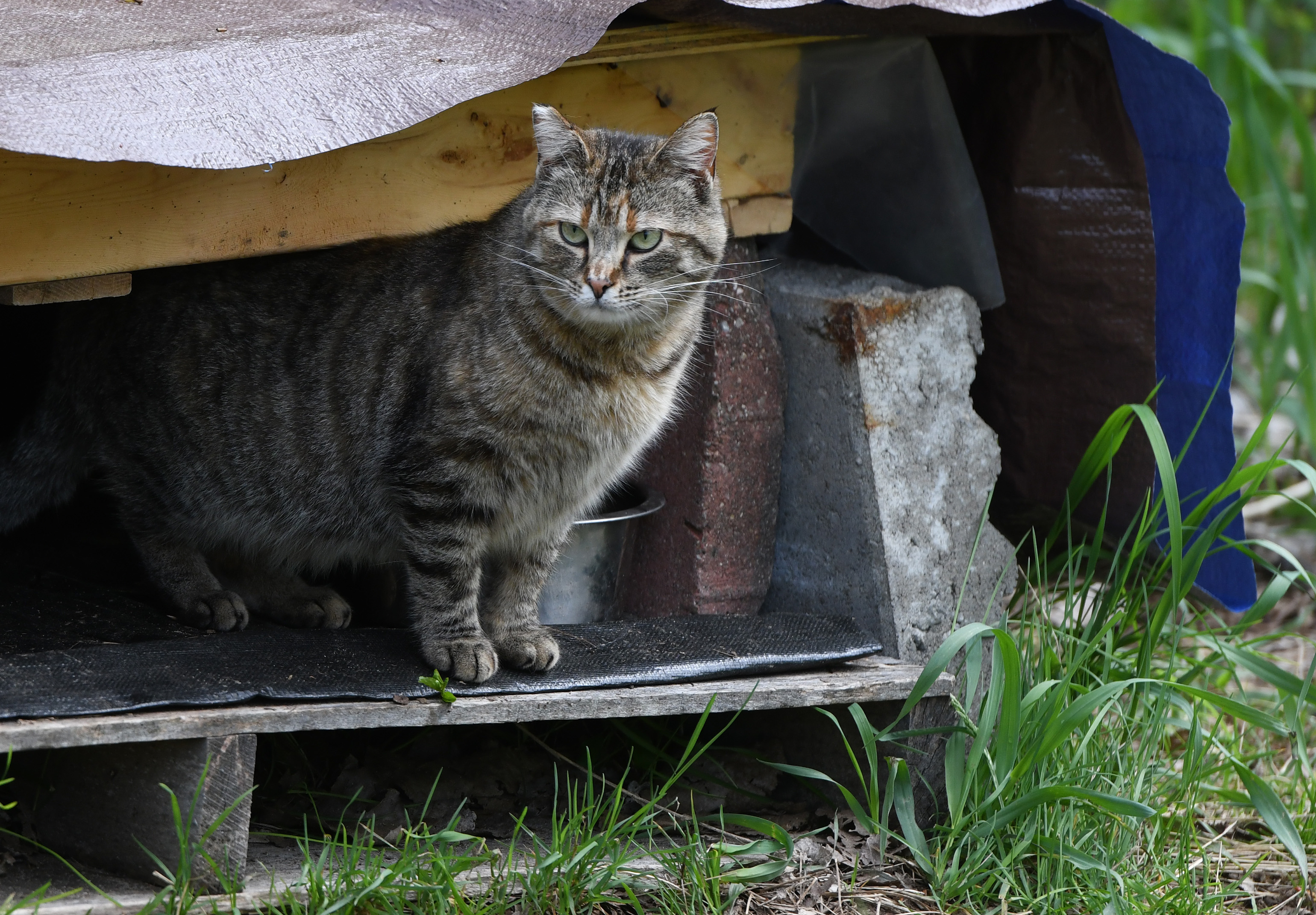 What Are Feral Cat Colonies at Elizabeth Ralston blog