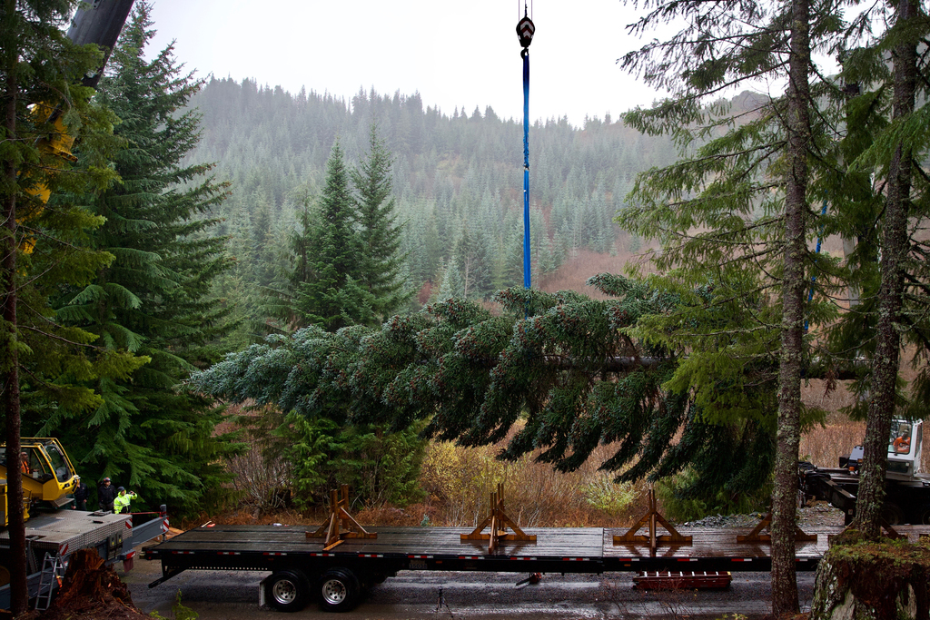 US Capitol Christmas Tree from Oregon