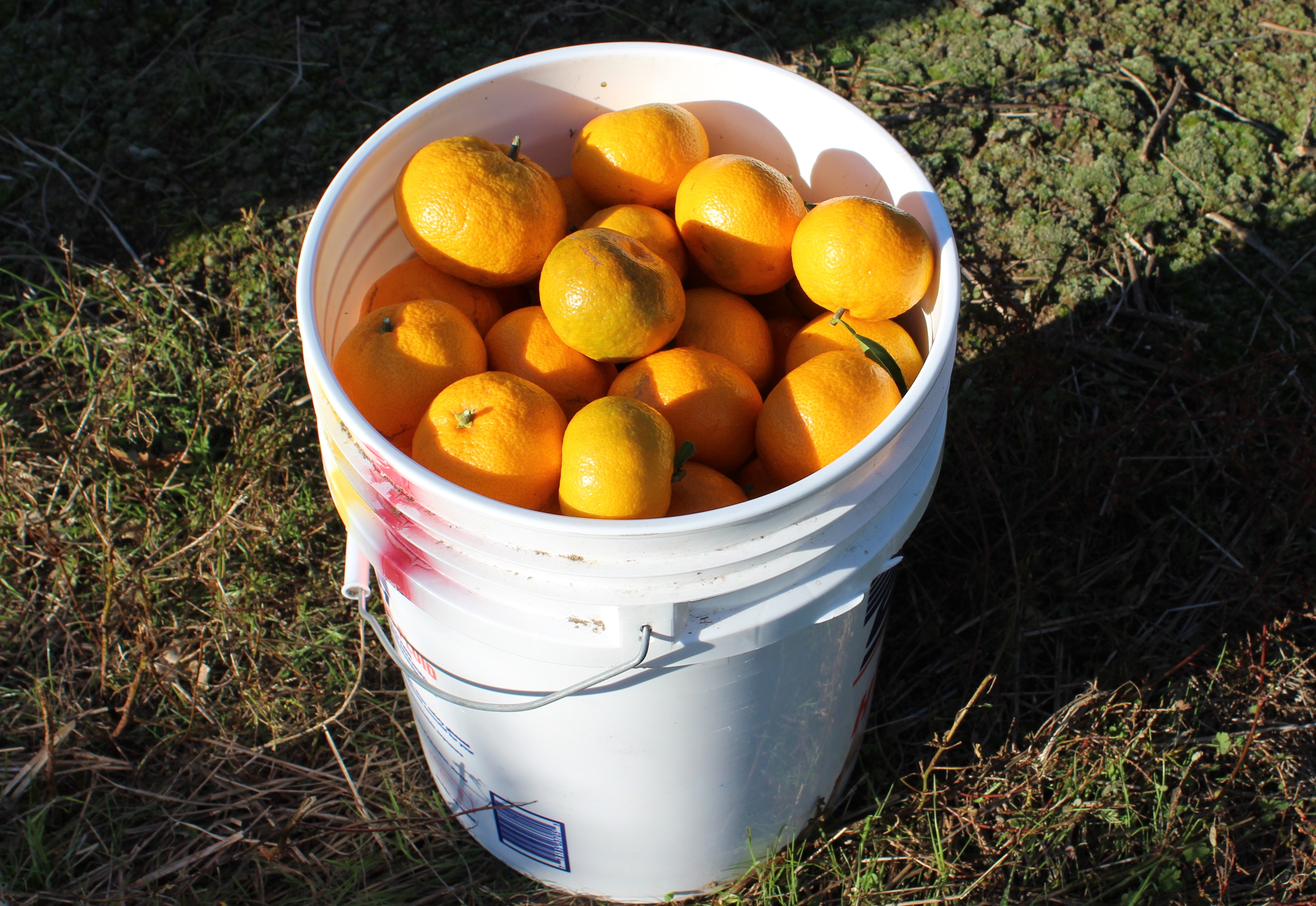 Satsuma season in south Alabama