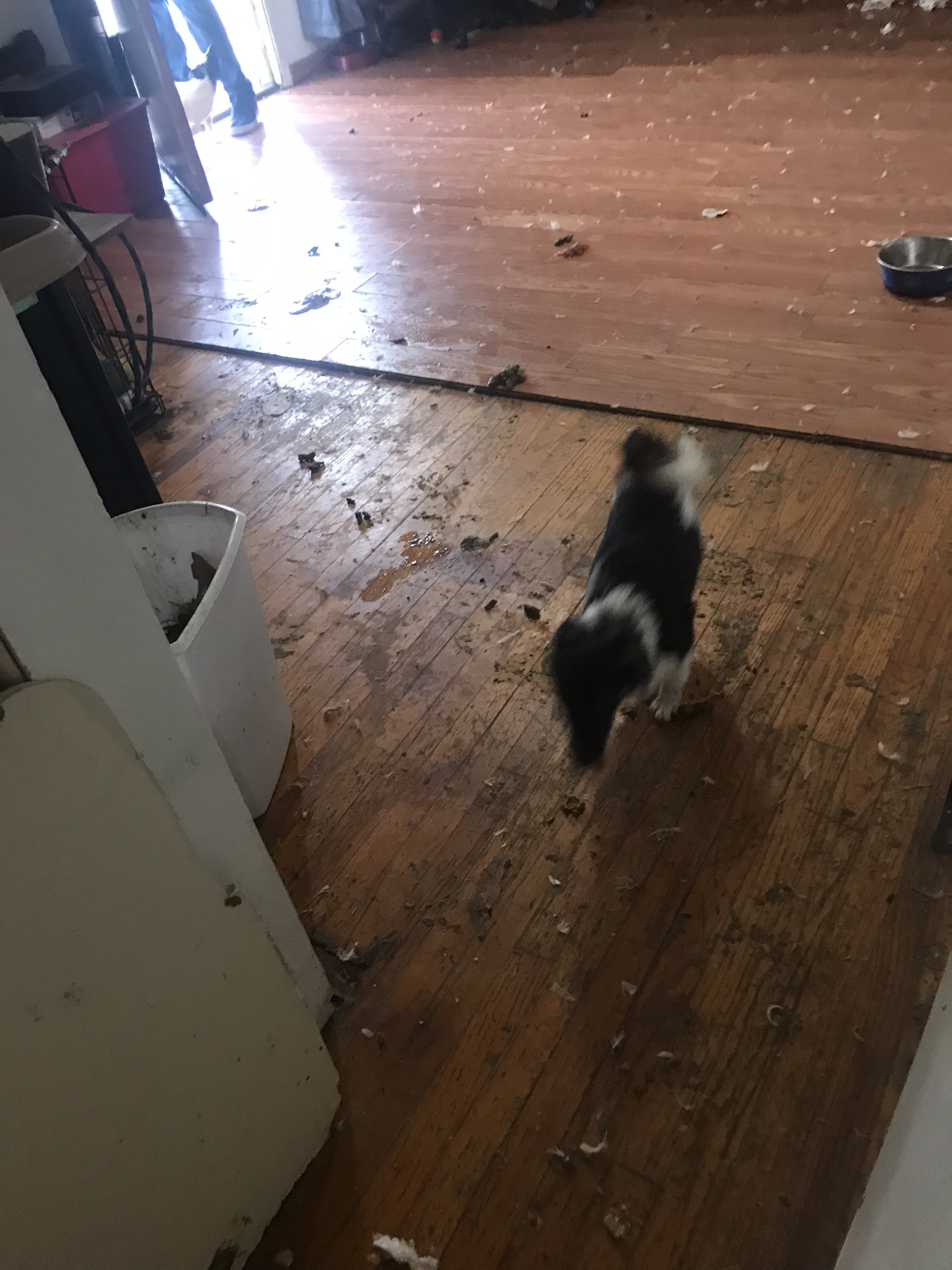 Must Read Humane Society Hagerstown A Tale Of Neglect And Redemption - y3hu876