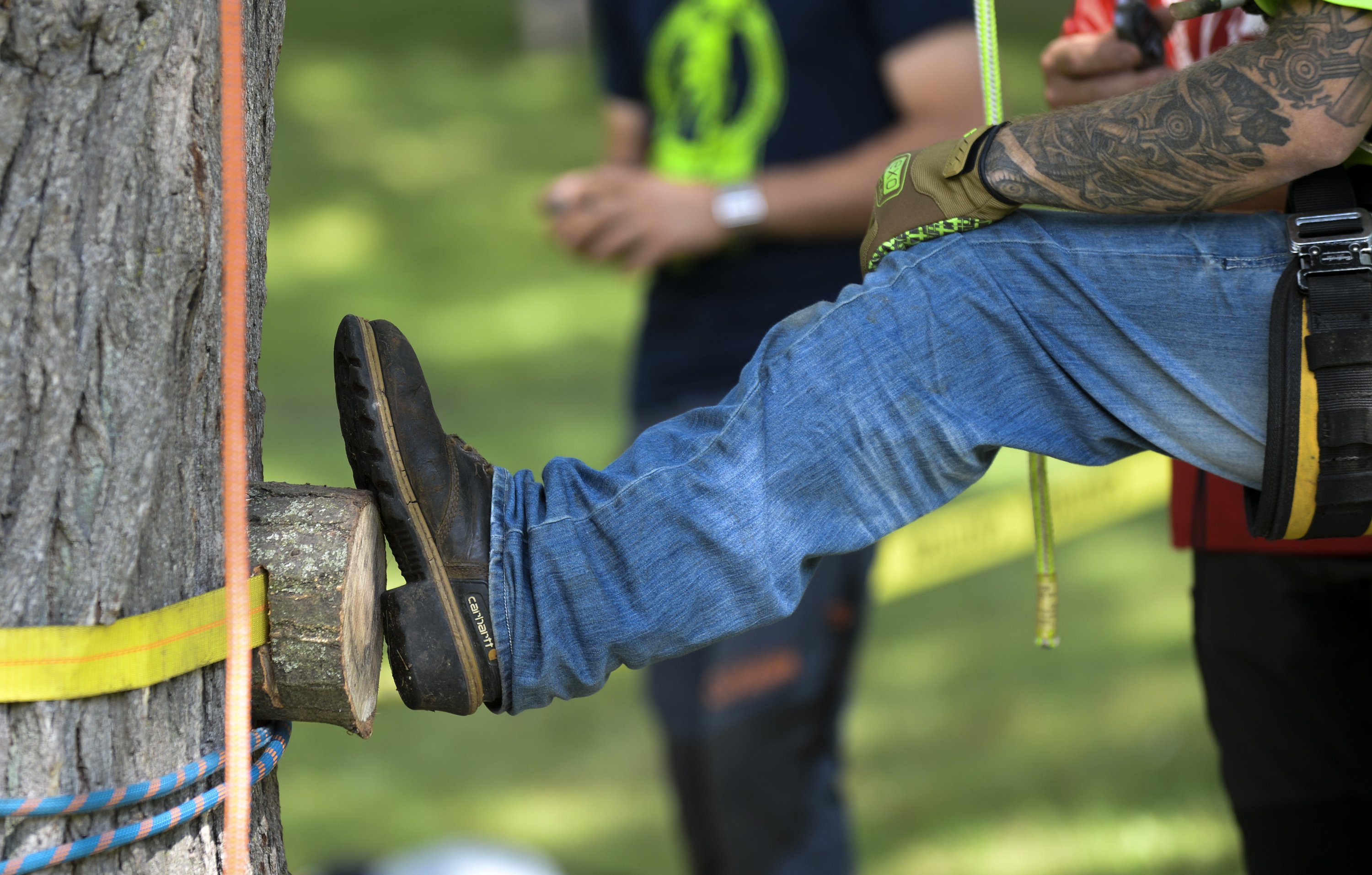Michigan Tree Climbing Championship coming to Traverse City - mlive.com