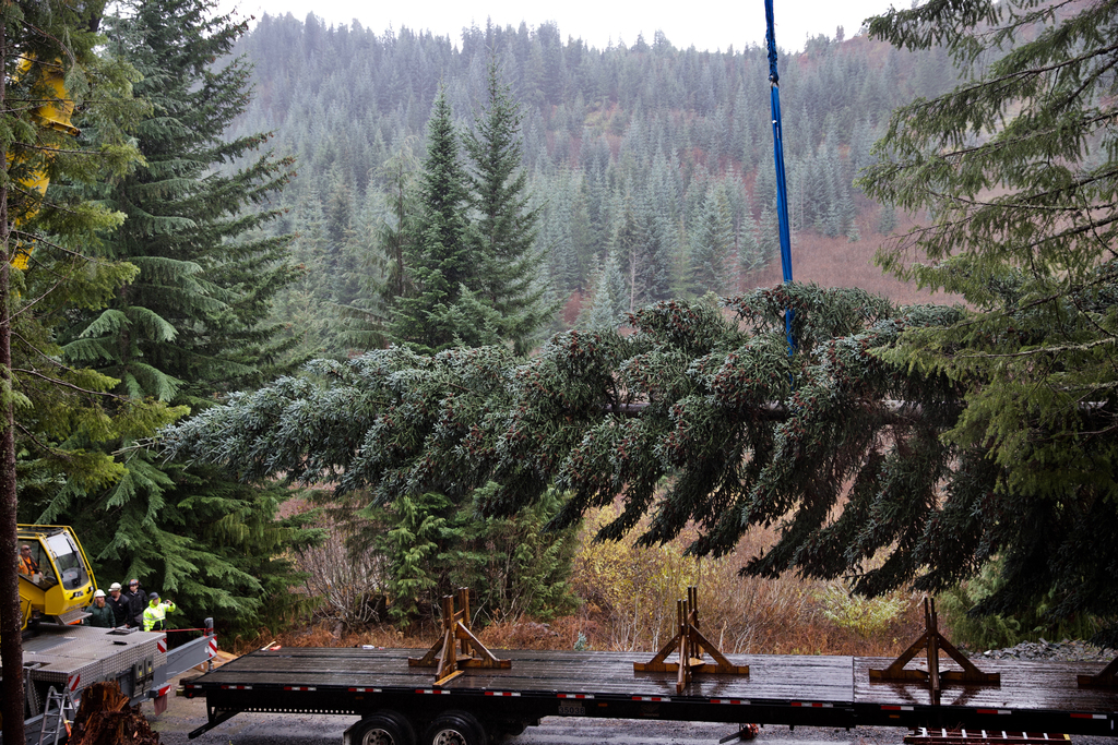US Capitol Christmas Tree from Oregon