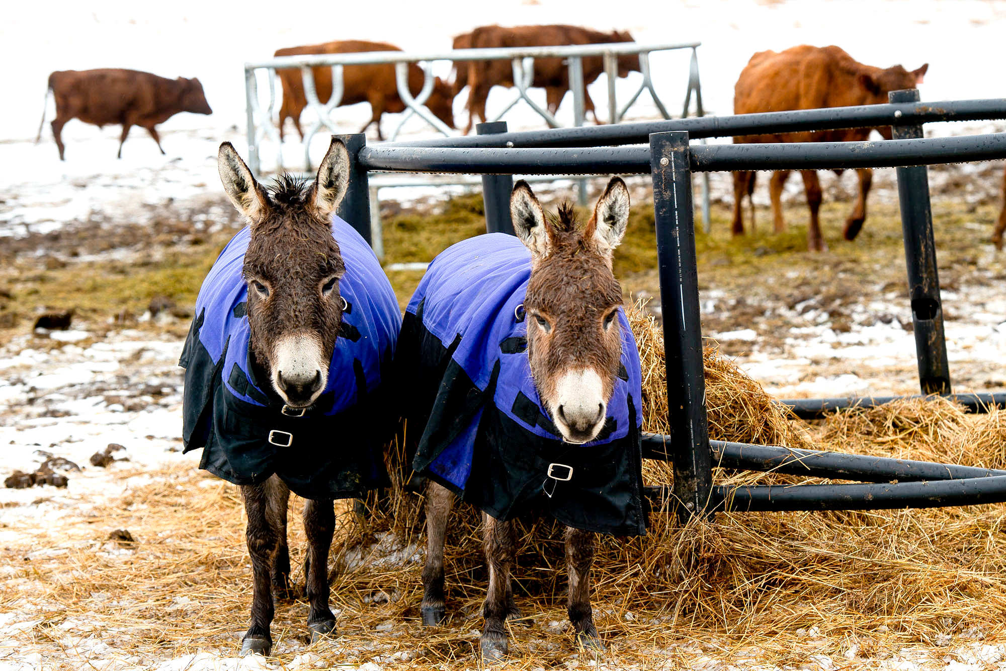 75acre proposed greenbelt farm at 7084 Spencer Road in Northfield