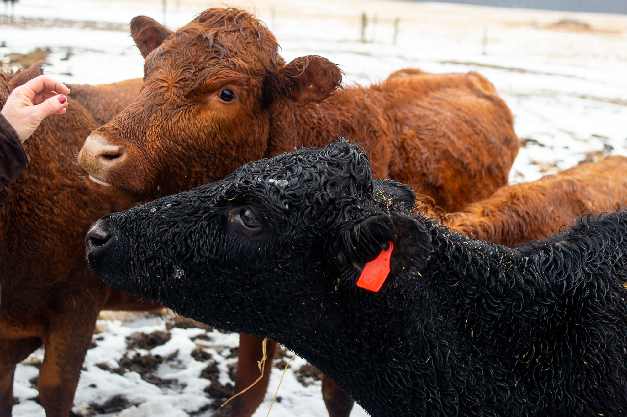 75acre proposed greenbelt farm at 7084 Spencer Road in Northfield