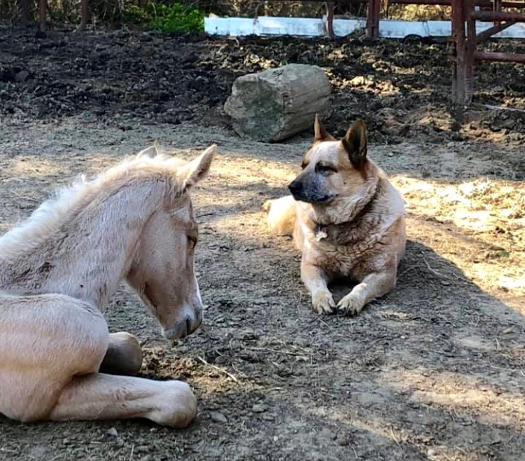 Family dog adopts orphaned foal - al.com