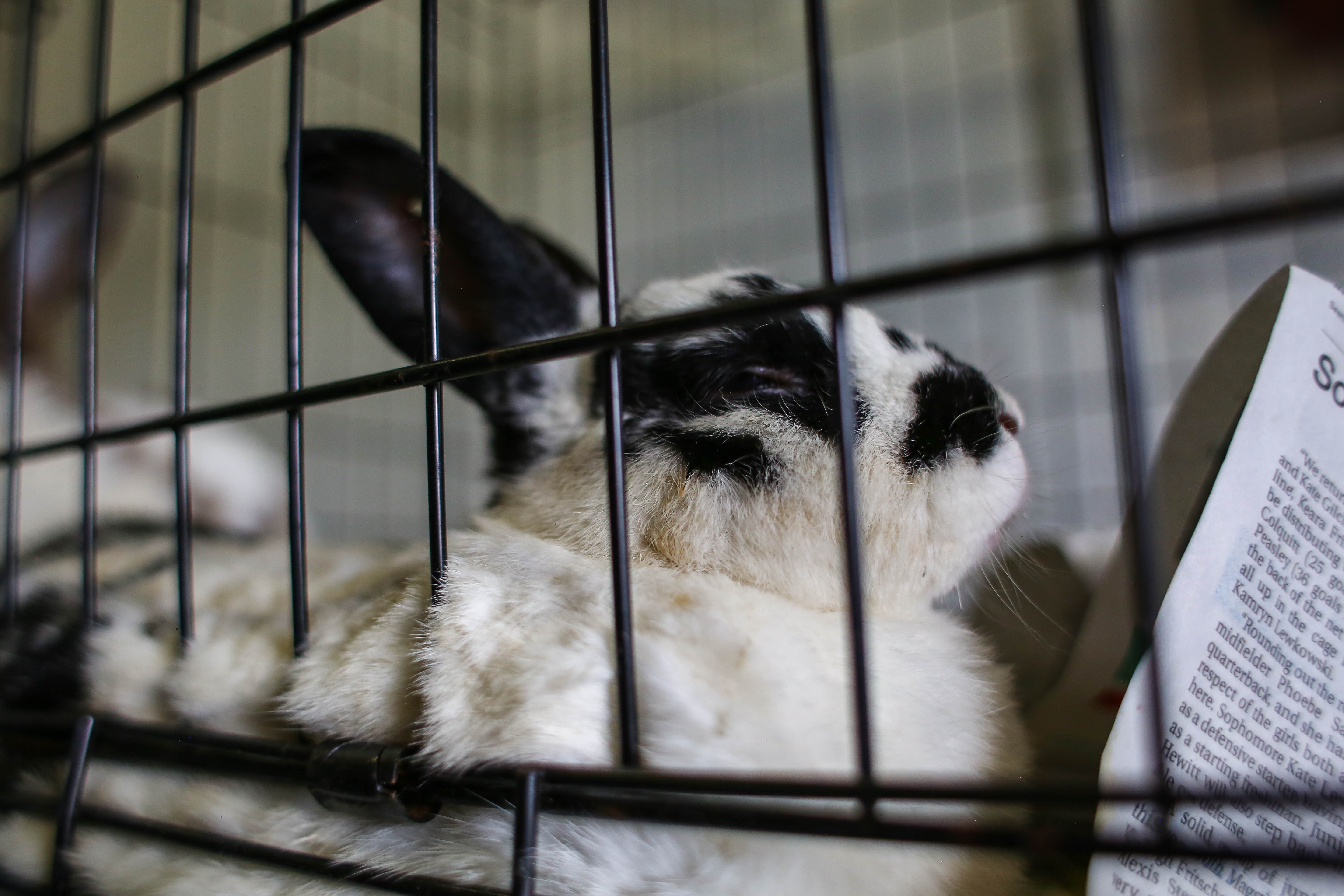 Bunnies rescued from hoarding situation in Muskegon home - mlive.com