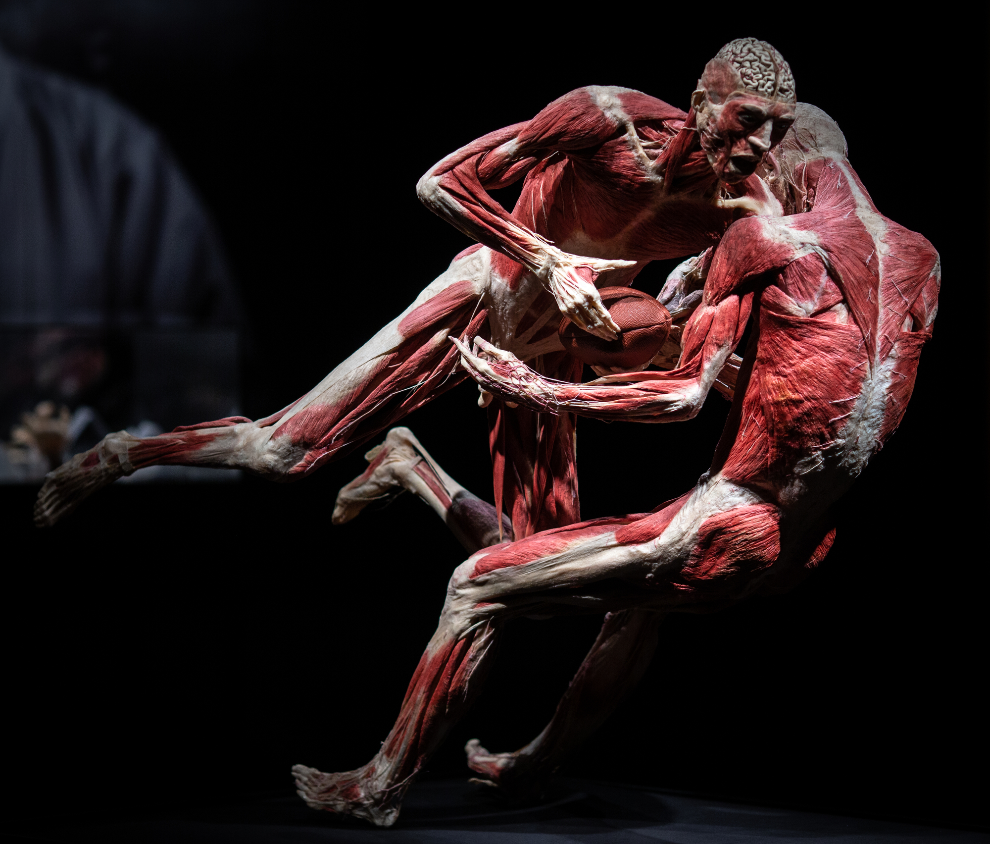 The Body Worlds exhibit 