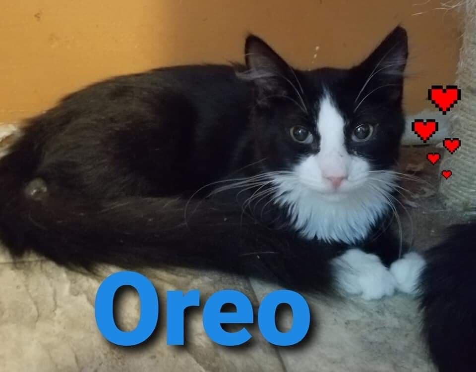 You can adopt 28 remarkable pets on Staten Island this weekend Sept