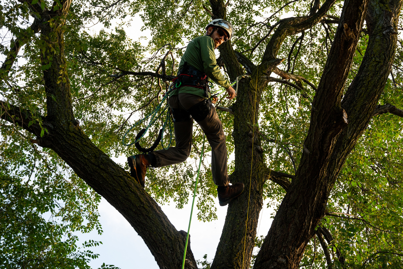 Guardian Tree Experts climbers win Michigan Tree Climbing Championship ...
