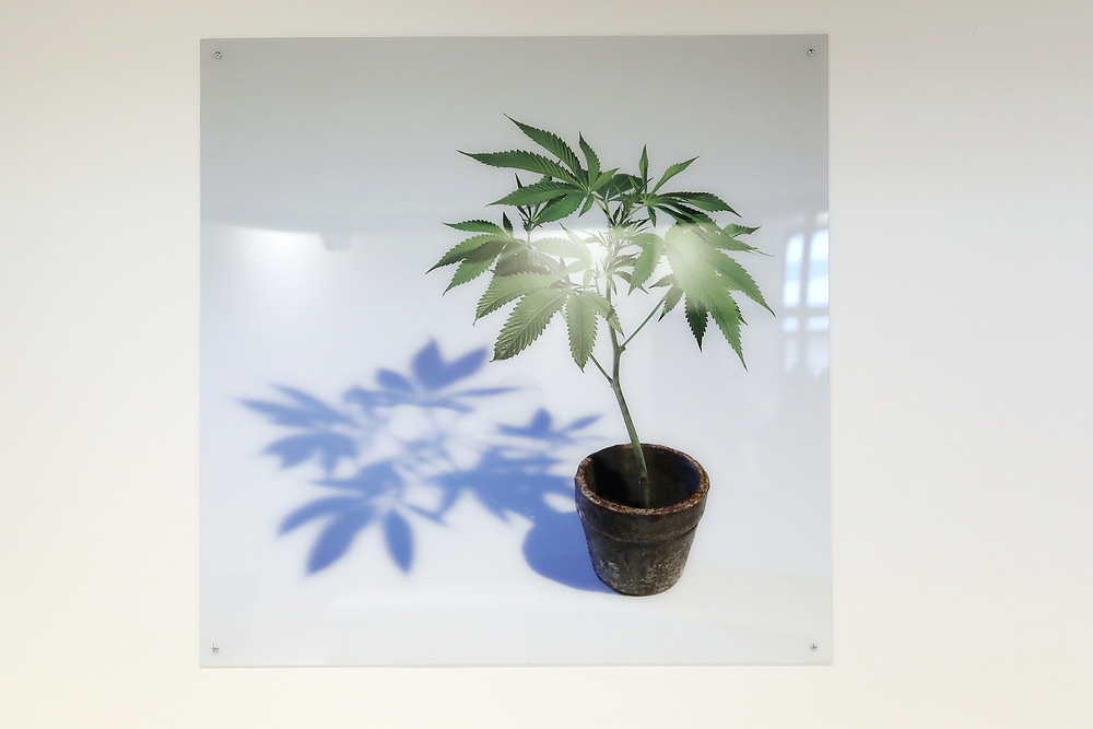 Tour of Rise Paterson, New Jersey's newest Medical Marijuana Dispensary