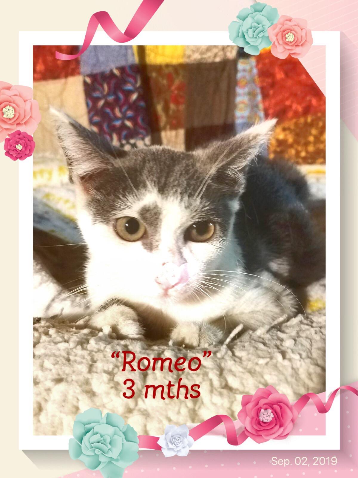 You can adopt 28 remarkable pets on Staten Island this weekend Sept