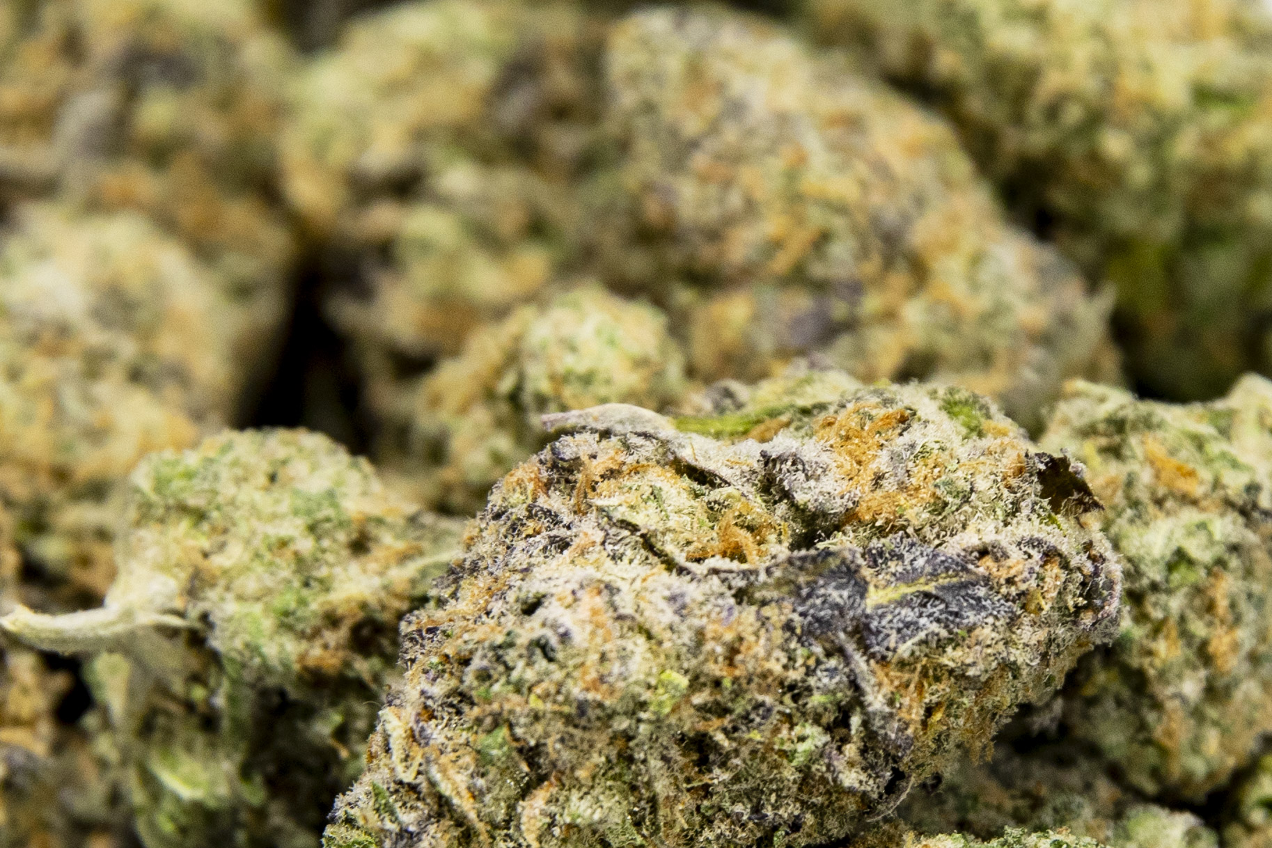 Lake Effect medical marijuana dispensary reopens with state license