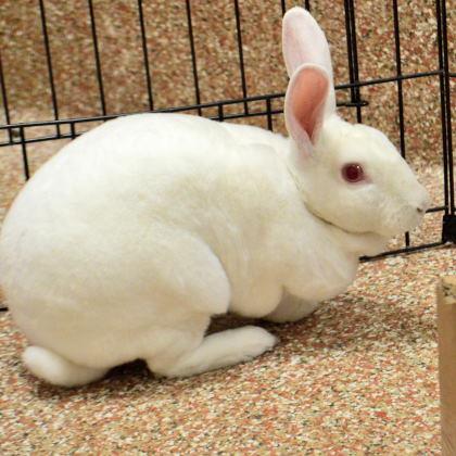 Leveritt Rabbit Pet Project 2019: Pets available ion Massachusetts on March 20 ...