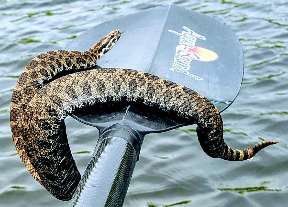 Rare rattlesnake floats with kayakers in Michigan lake