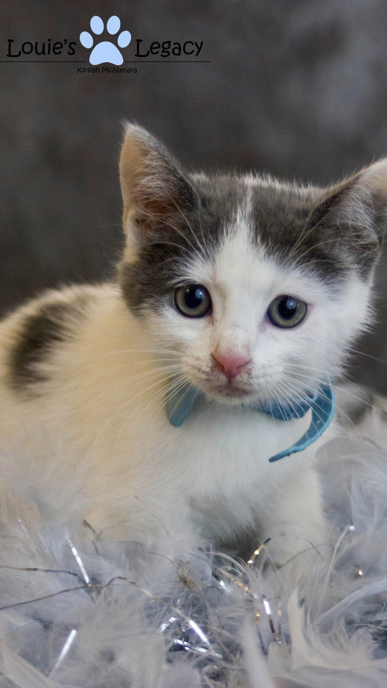 13 huggable pets you can adopt this weekend on Staten Island Nov. 10