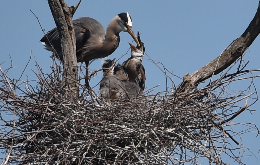 The Great Blue Heron rookery at Sterling Nature Center - syracuse.com