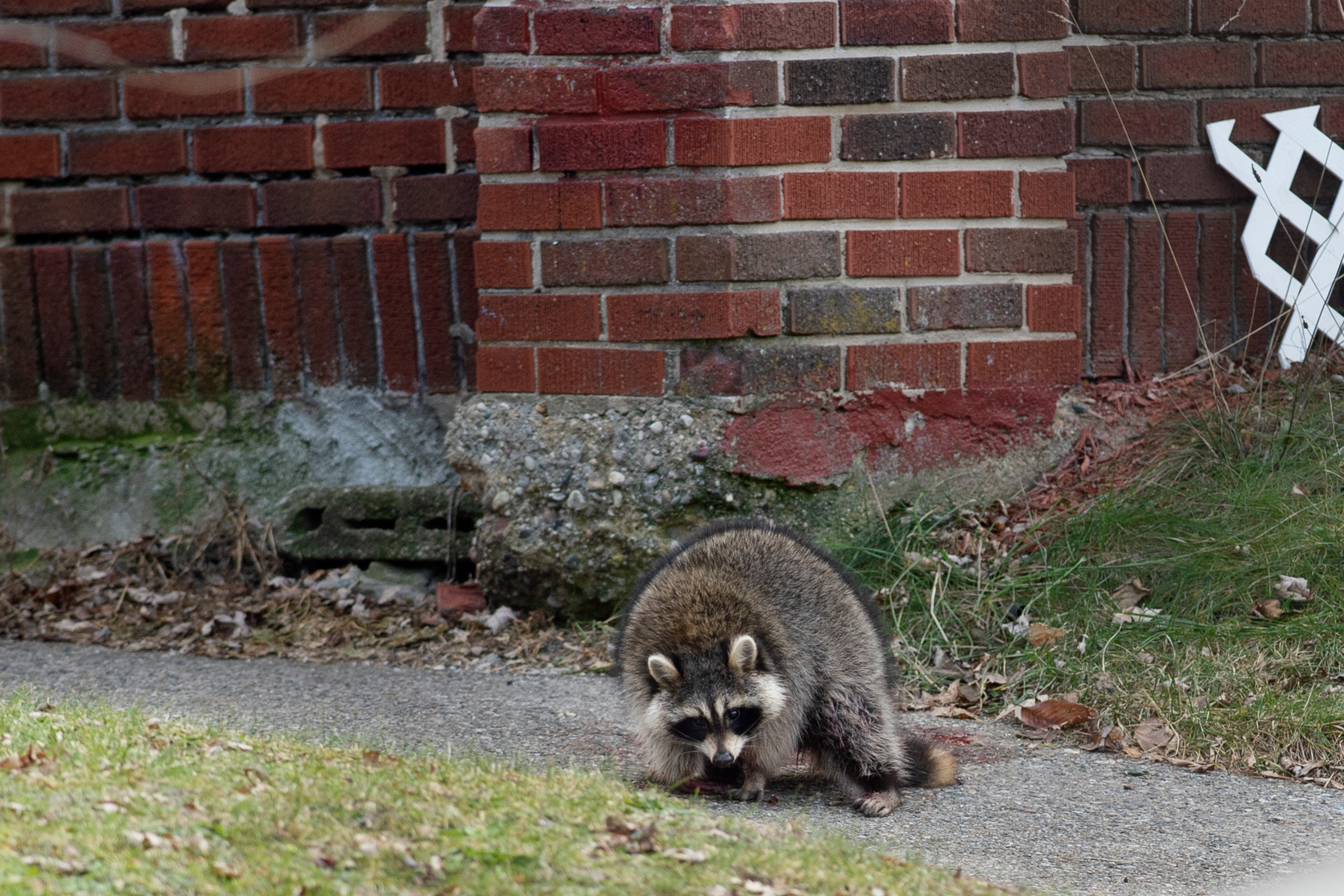 Police respond to person shooting a raccoon - mlive.com