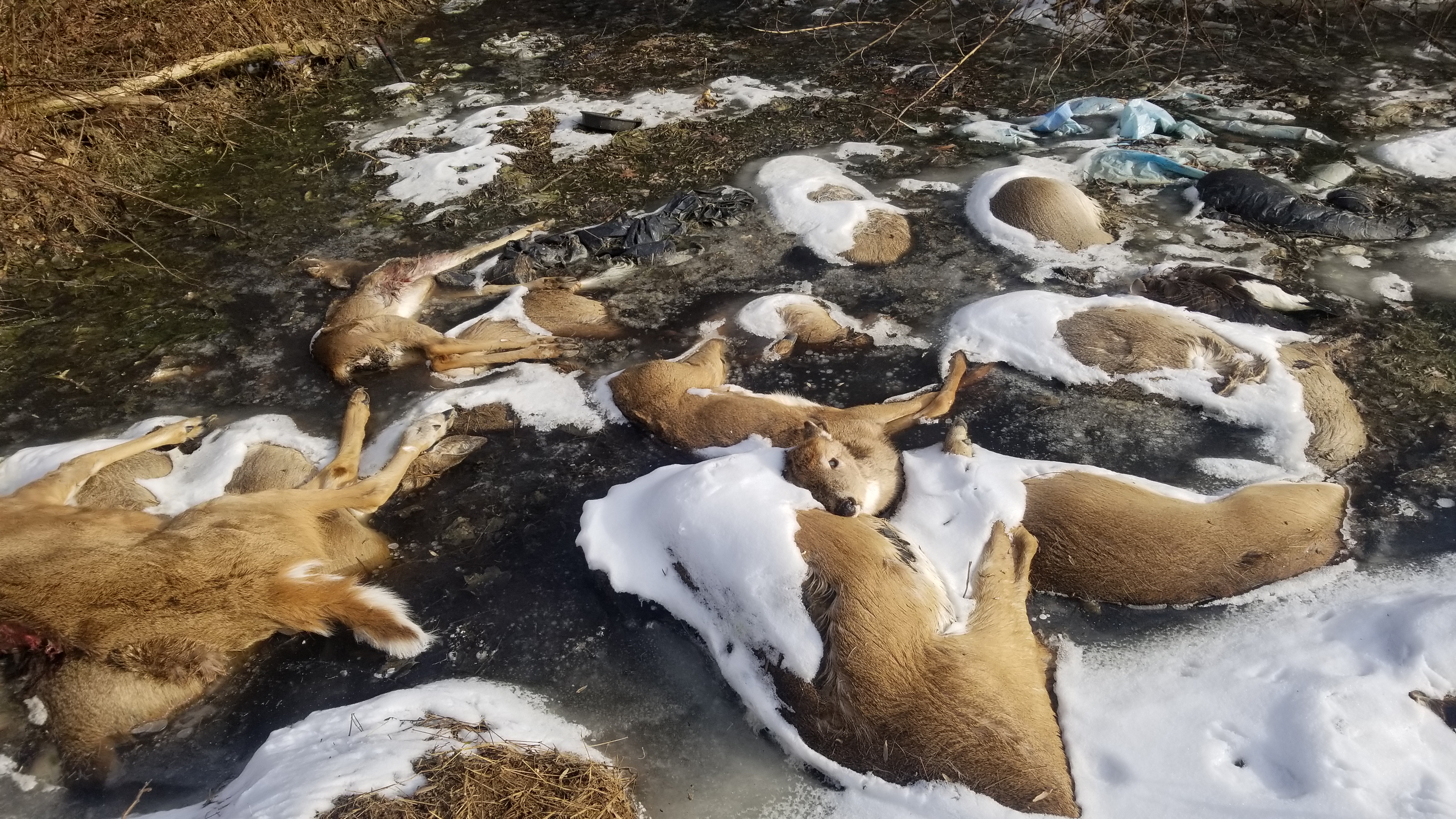 Why Is There A Pit Filled With Dead Deer In Central Pa The Game