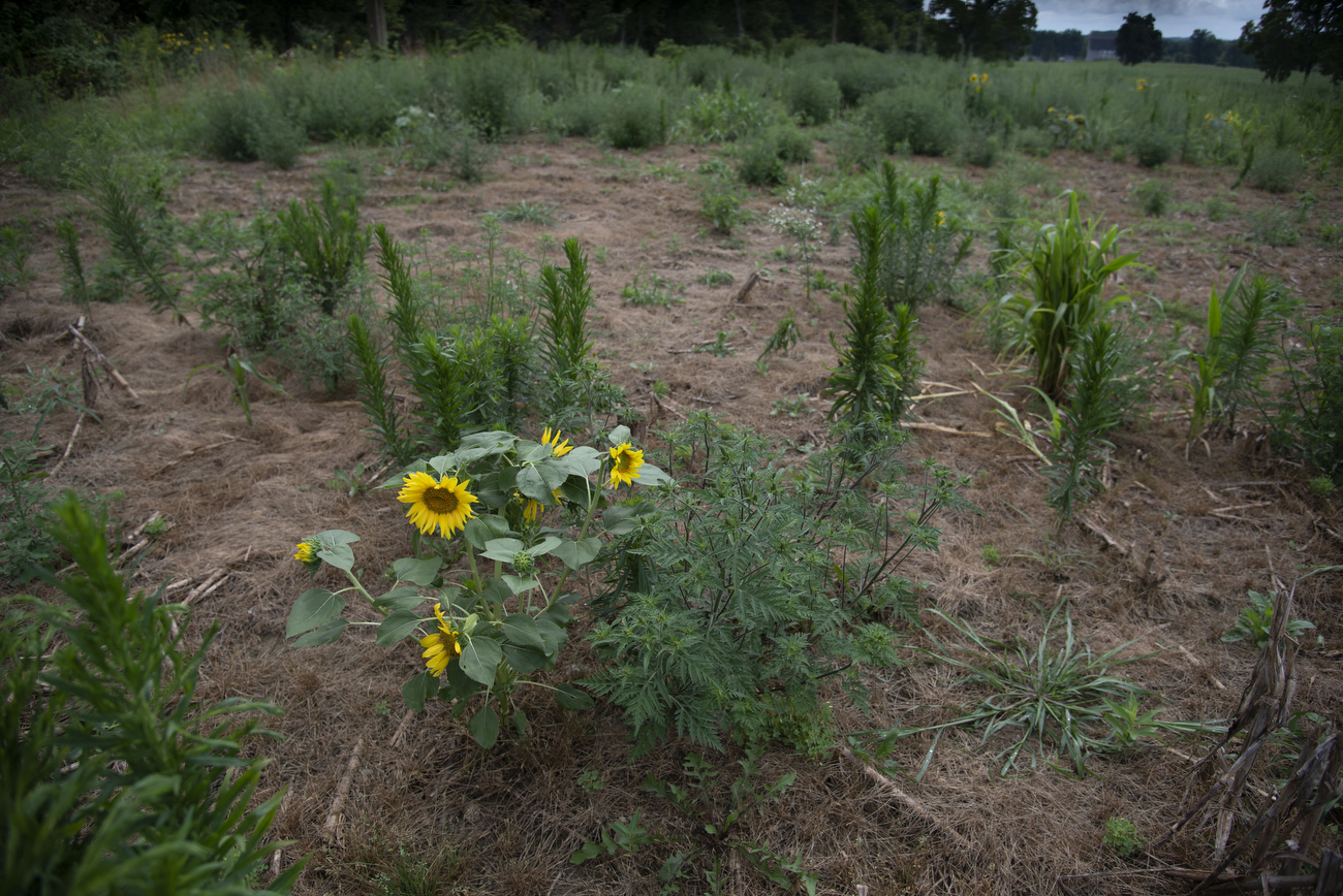 Scio Township Land Preservation Commission purchases plot of land