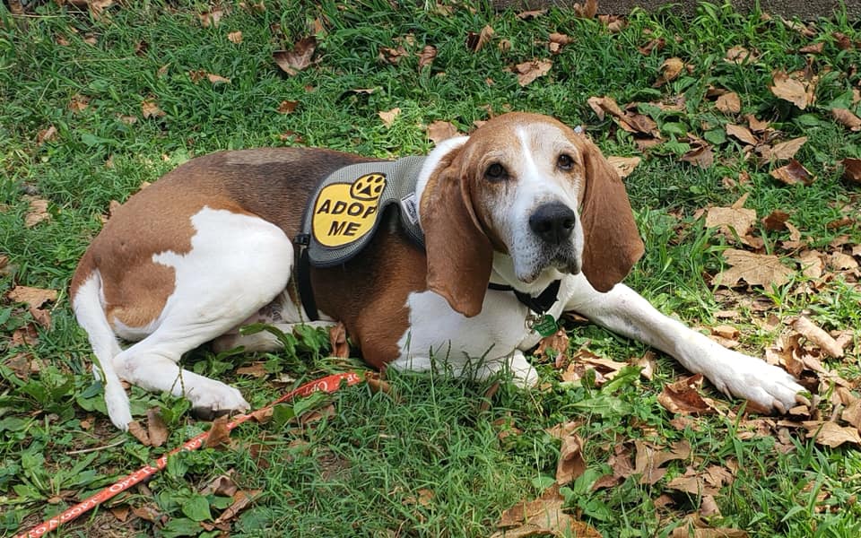 Huggable Pets 24 huggable pets you can rescue this weekend on Staten Island: Oct. 20 ...