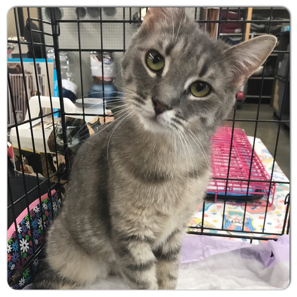 Adopt 19 pets including bunnies on Staten Island this weekend June 21