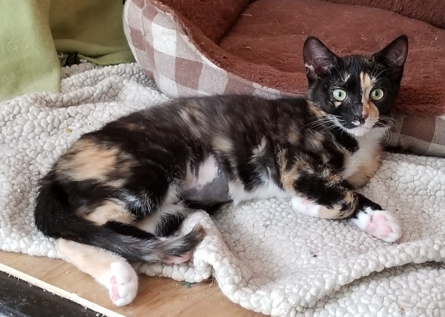 15 super cute rescue pets to adopt this weekend on Staten Island Feb