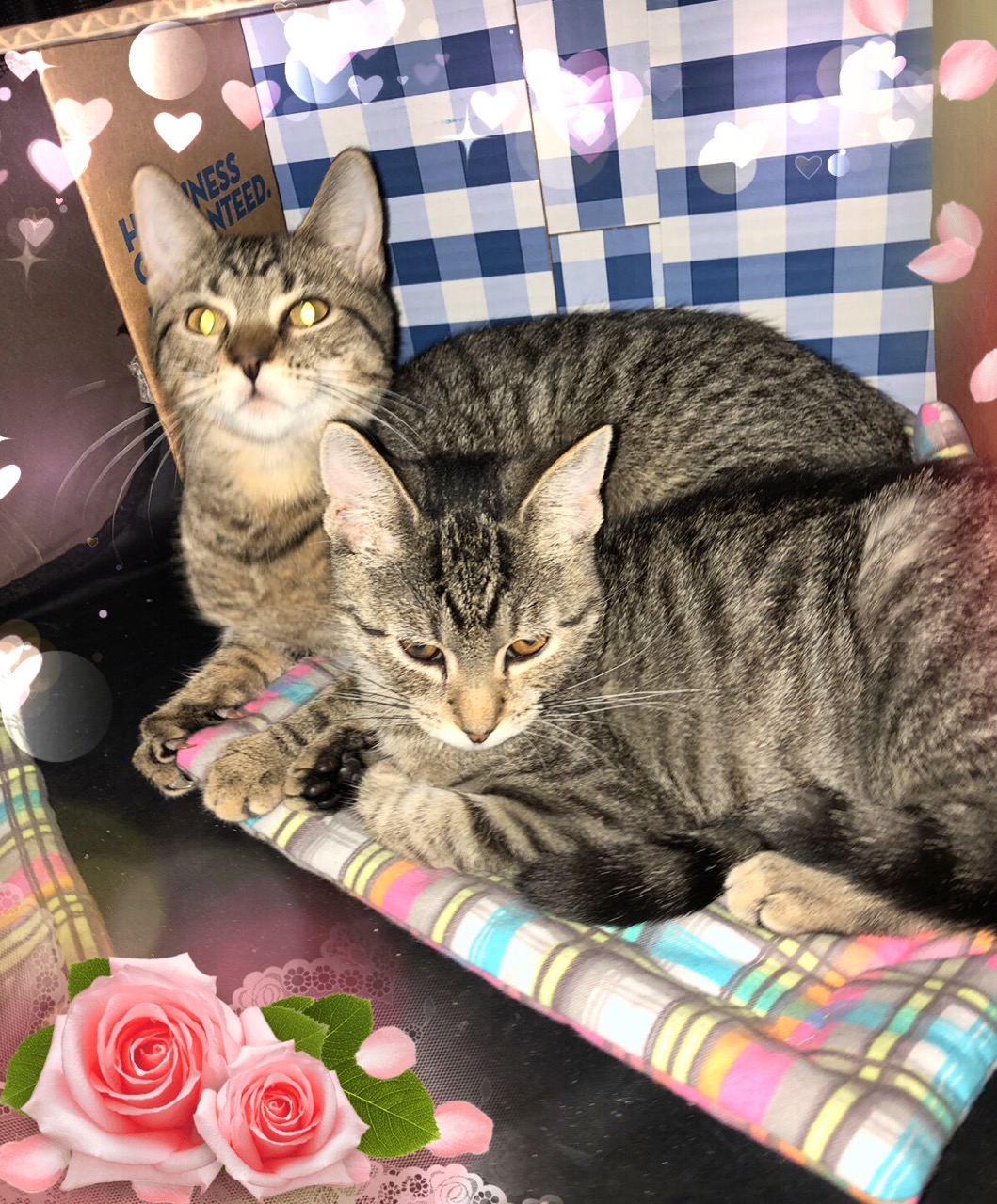 26 super cute rescue pets you can adopt this weekend on Staten Island