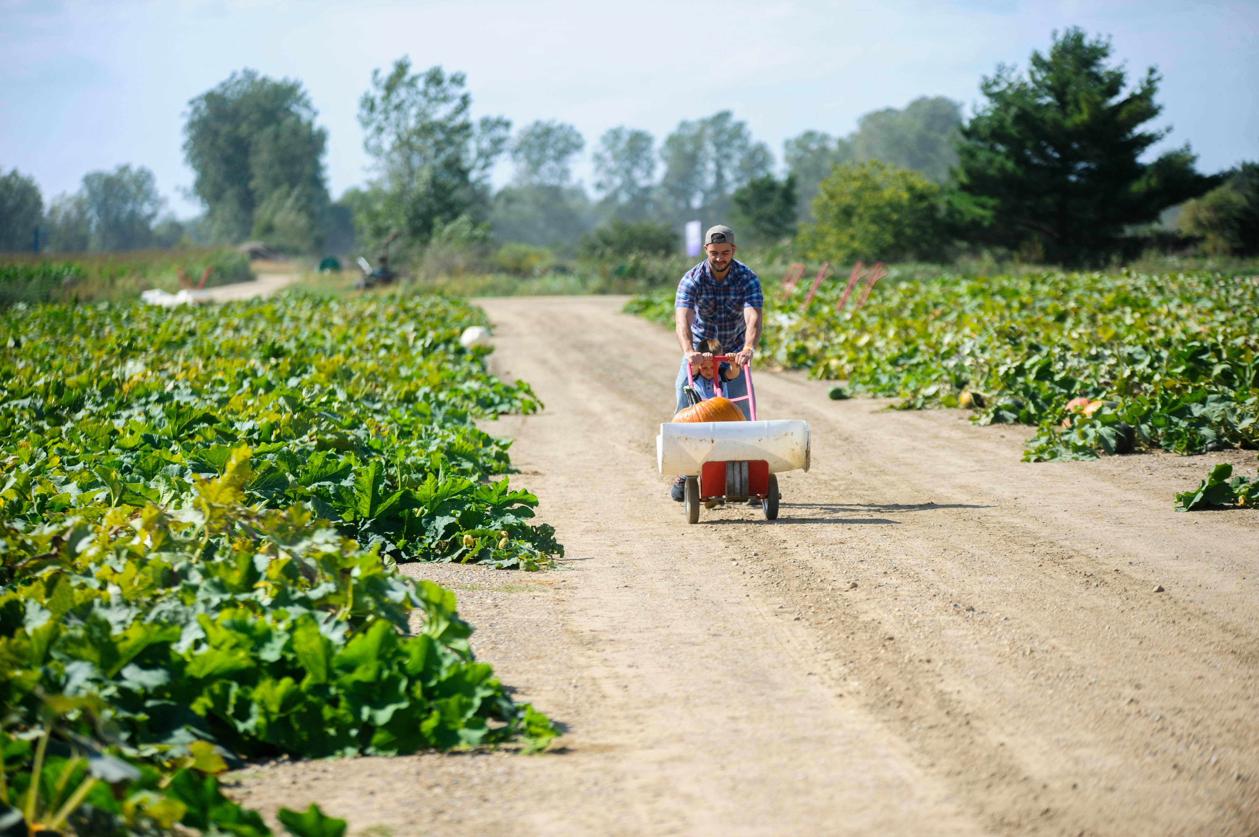 Family fun at DeBuck's Corn Maze and Pumpkin Patch - mlive.com