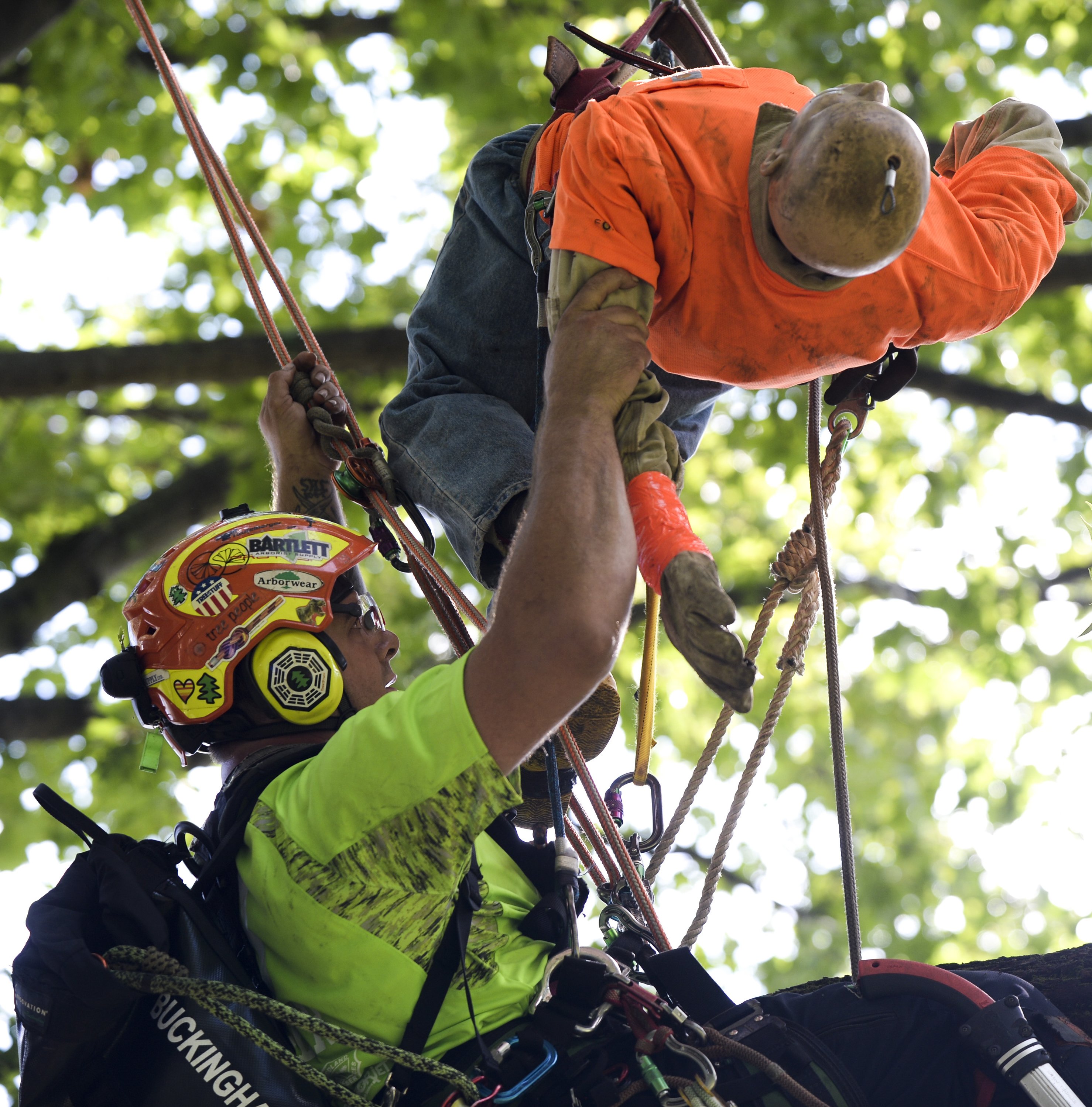 Michigan Tree Climbing Championship coming to Traverse City - mlive.com