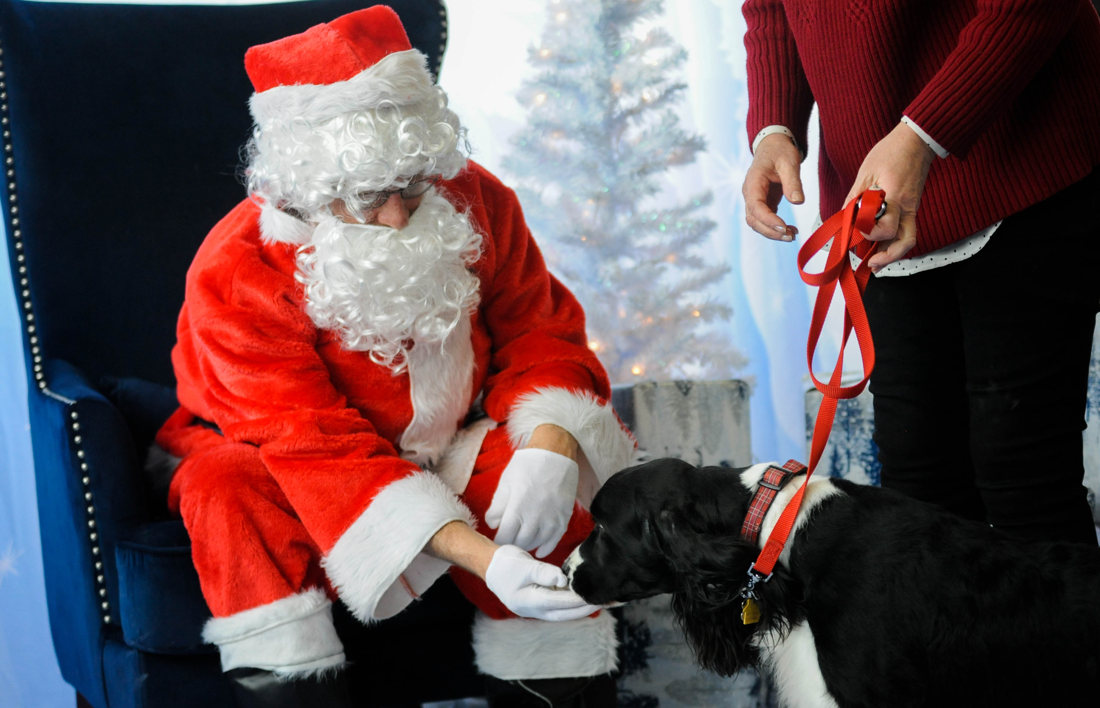 pet supplies plus santa pictures 2018