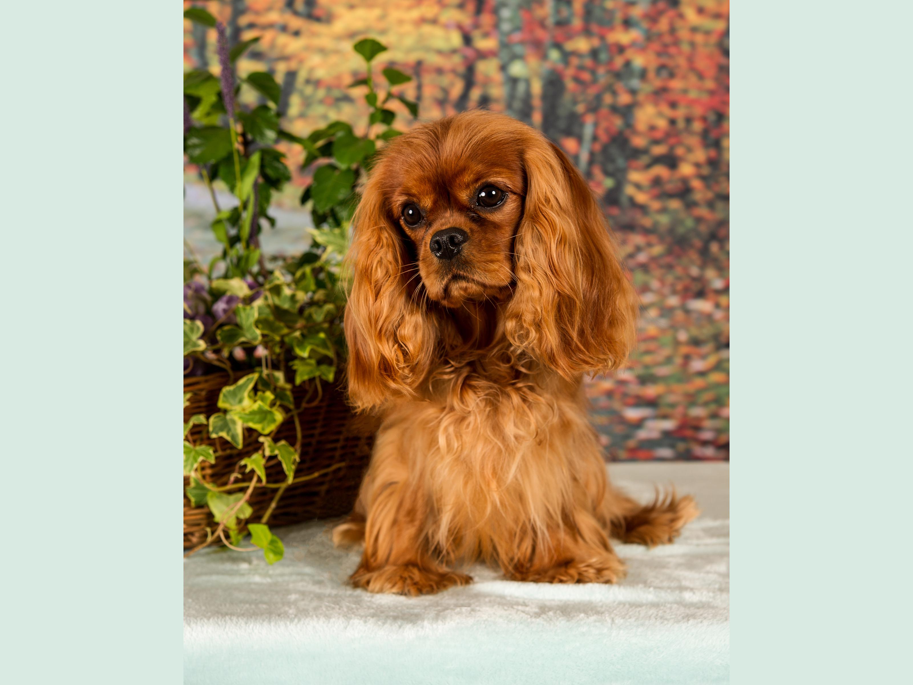 westminster dog show cavalier king charles spaniel 2019