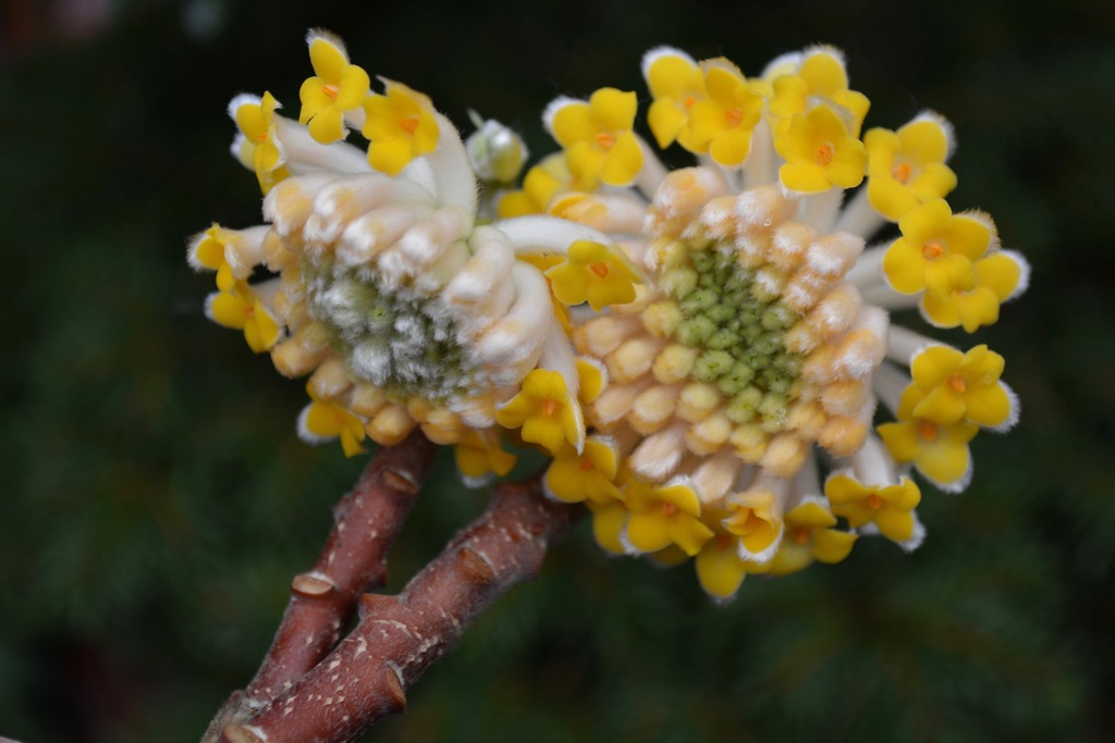 These sweetsmelling winter shrubs chase away the January blues