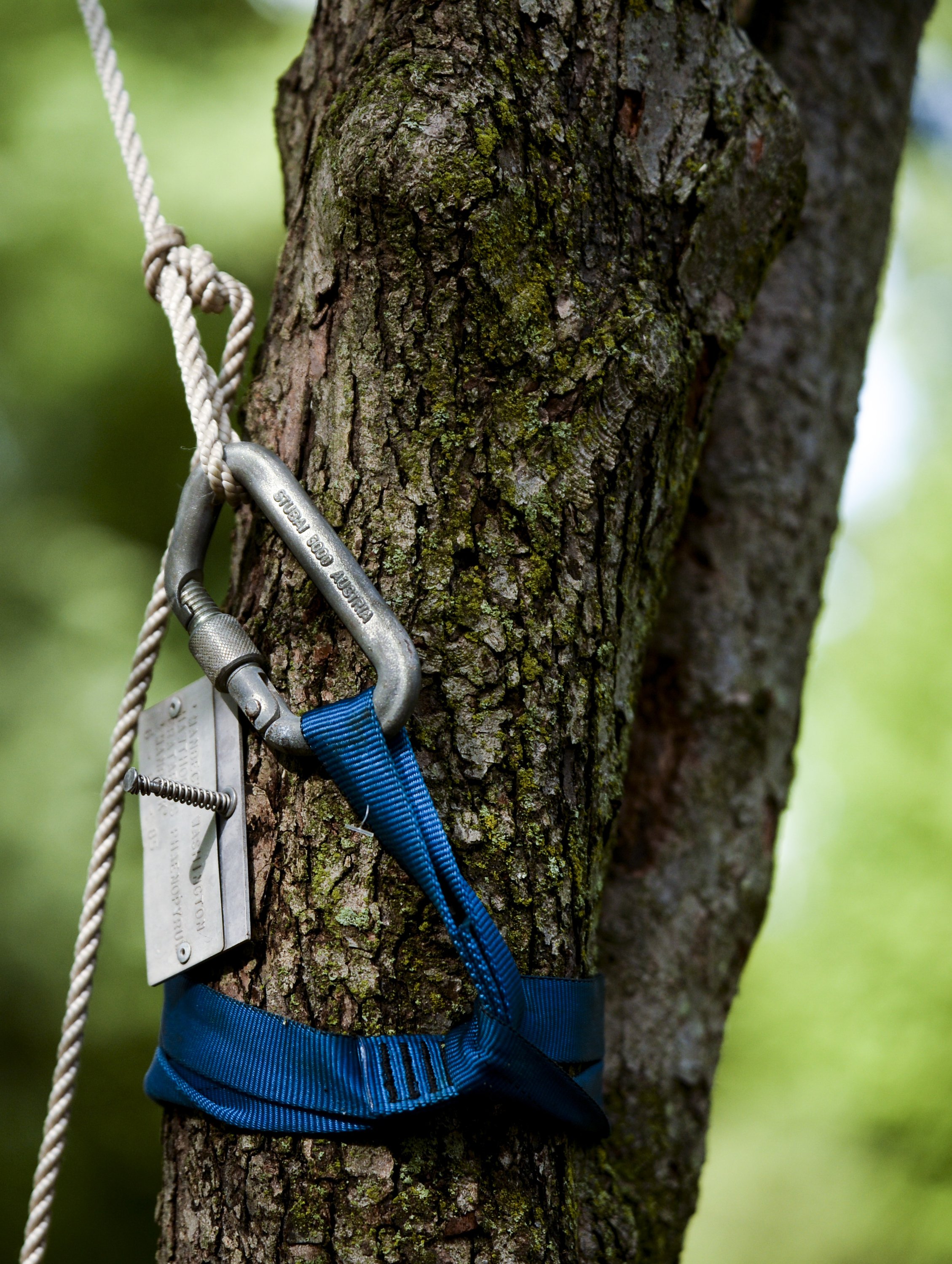 Michigan Tree Climbing Championship coming to Traverse City - mlive.com